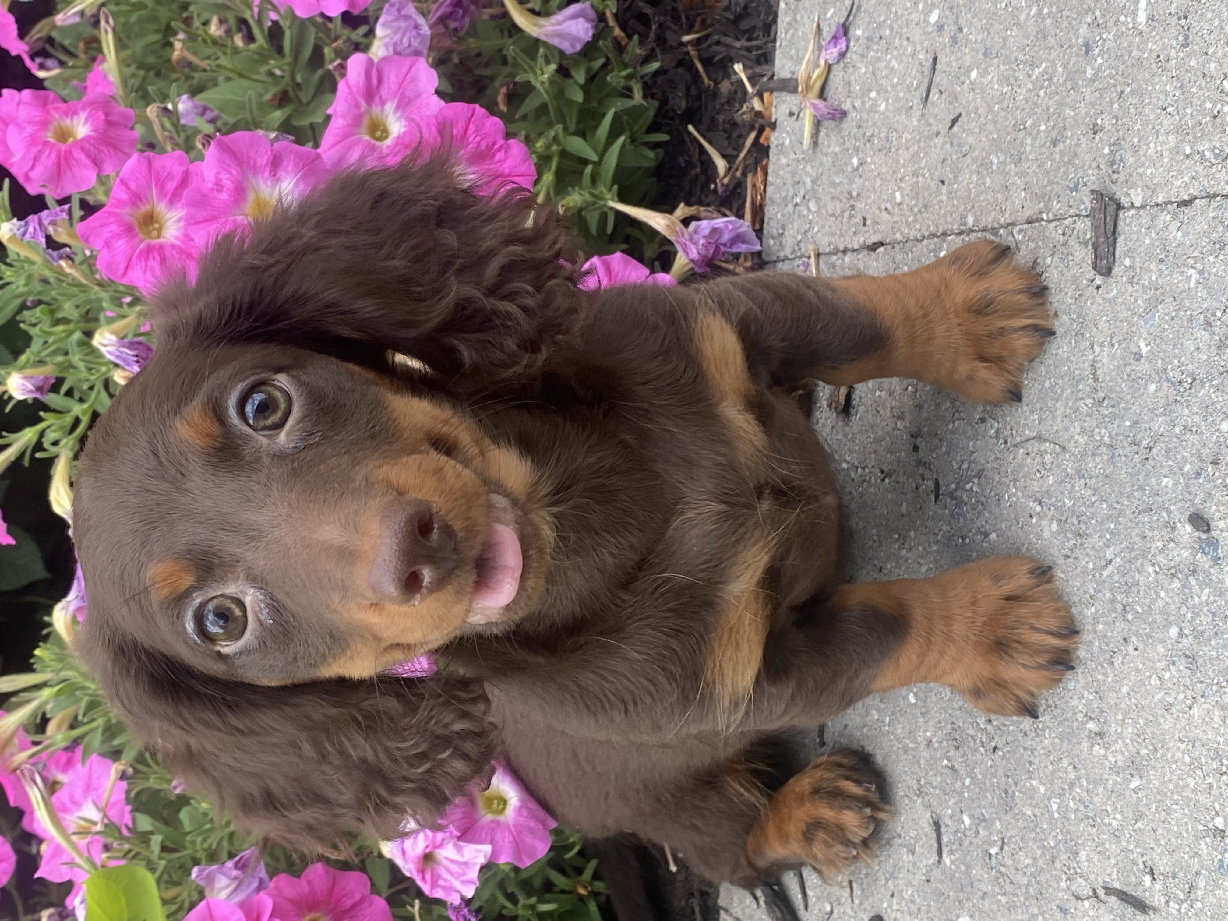 puppy, for, sale, Dachshund, Curtis  Martin, dog, breeder, Seneca Falls, NY, dog-breeder, puppy-for-sale, forsale, nearby, find, puppyfind, locator, puppylocator, aca