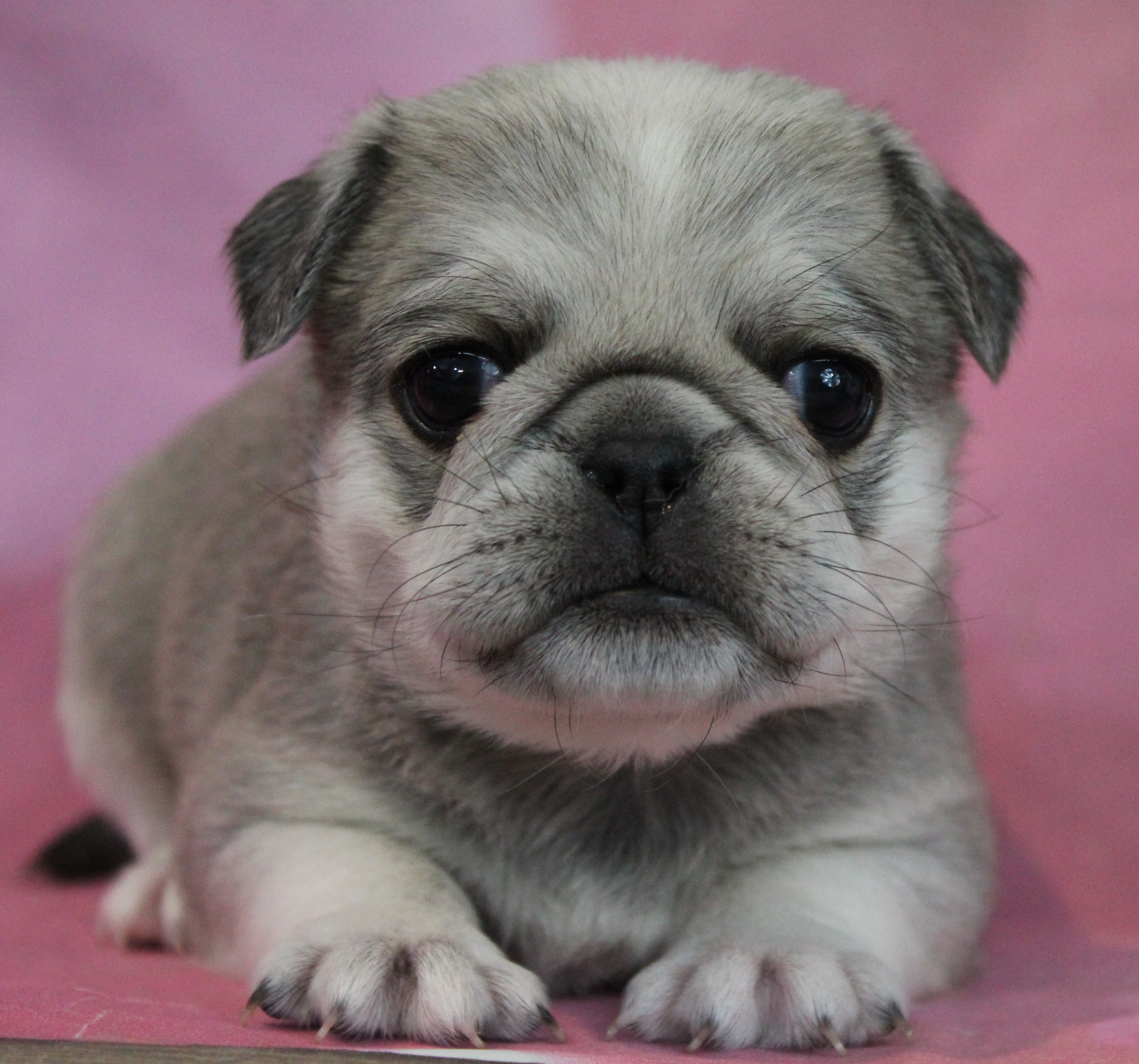 puppy, for, sale, Pug, Jenina  Fortner, dog, breeder, Abilene, KS, dog-breeder, puppy-for-sale, forsale, nearby, find, puppyfind, locator, puppylocator, aca