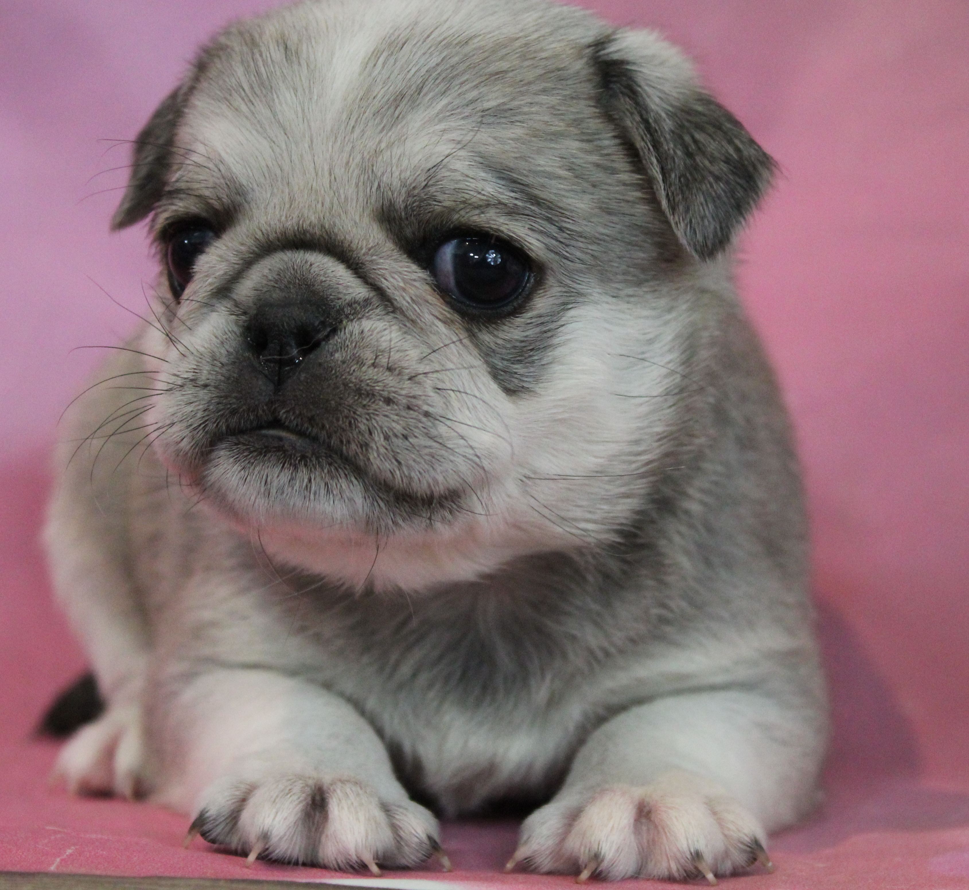 puppy, for, sale, Pug, Jenina  Fortner, dog, breeder, Abilene, KS, dog-breeder, puppy-for-sale, forsale, nearby, find, puppyfind, locator, puppylocator, aca