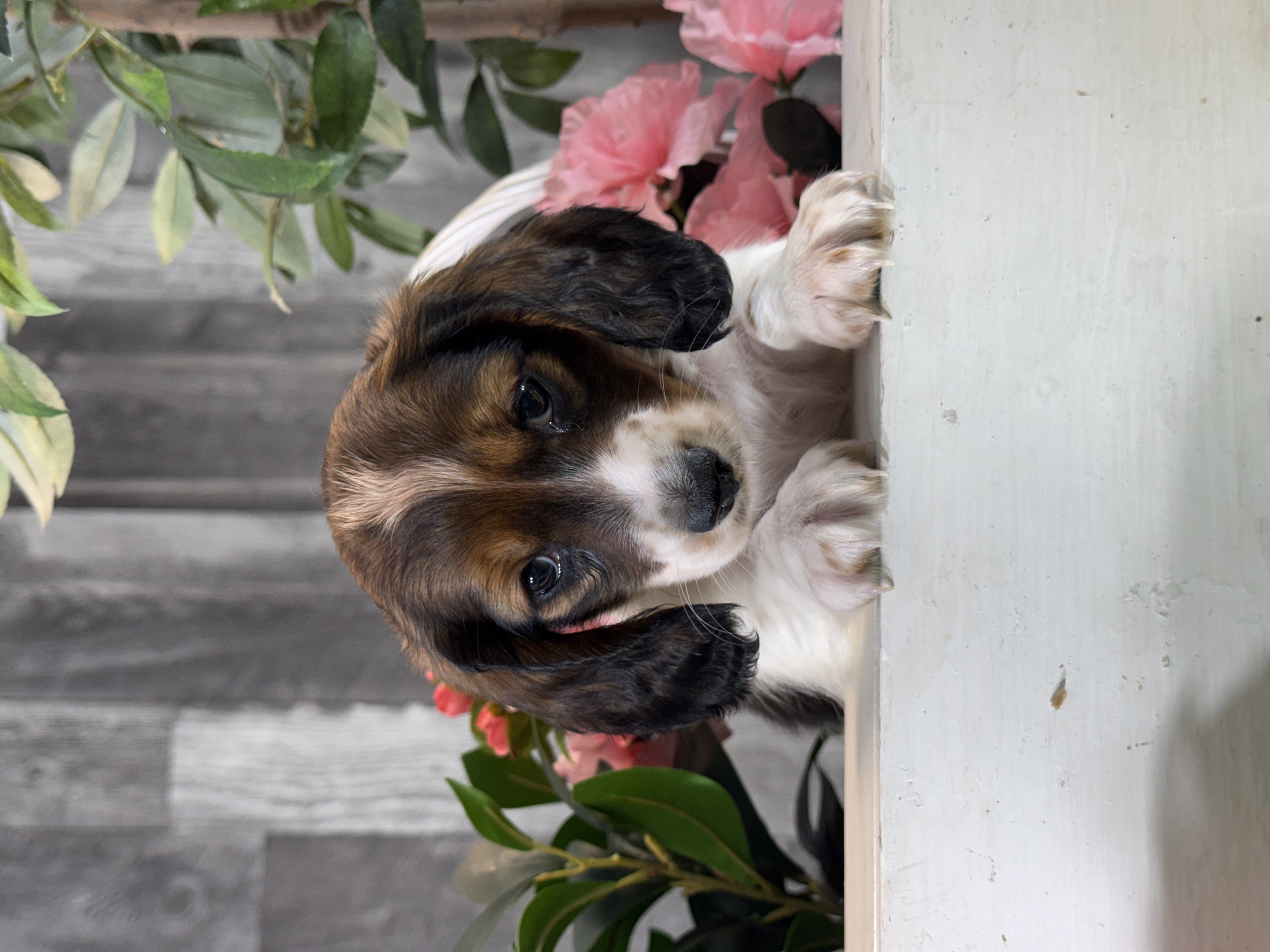 puppy, for, sale, Dachshund, Curtis  Martin, dog, breeder, Seneca Falls, NY, dog-breeder, puppy-for-sale, forsale, nearby, find, puppyfind, locator, puppylocator, aca