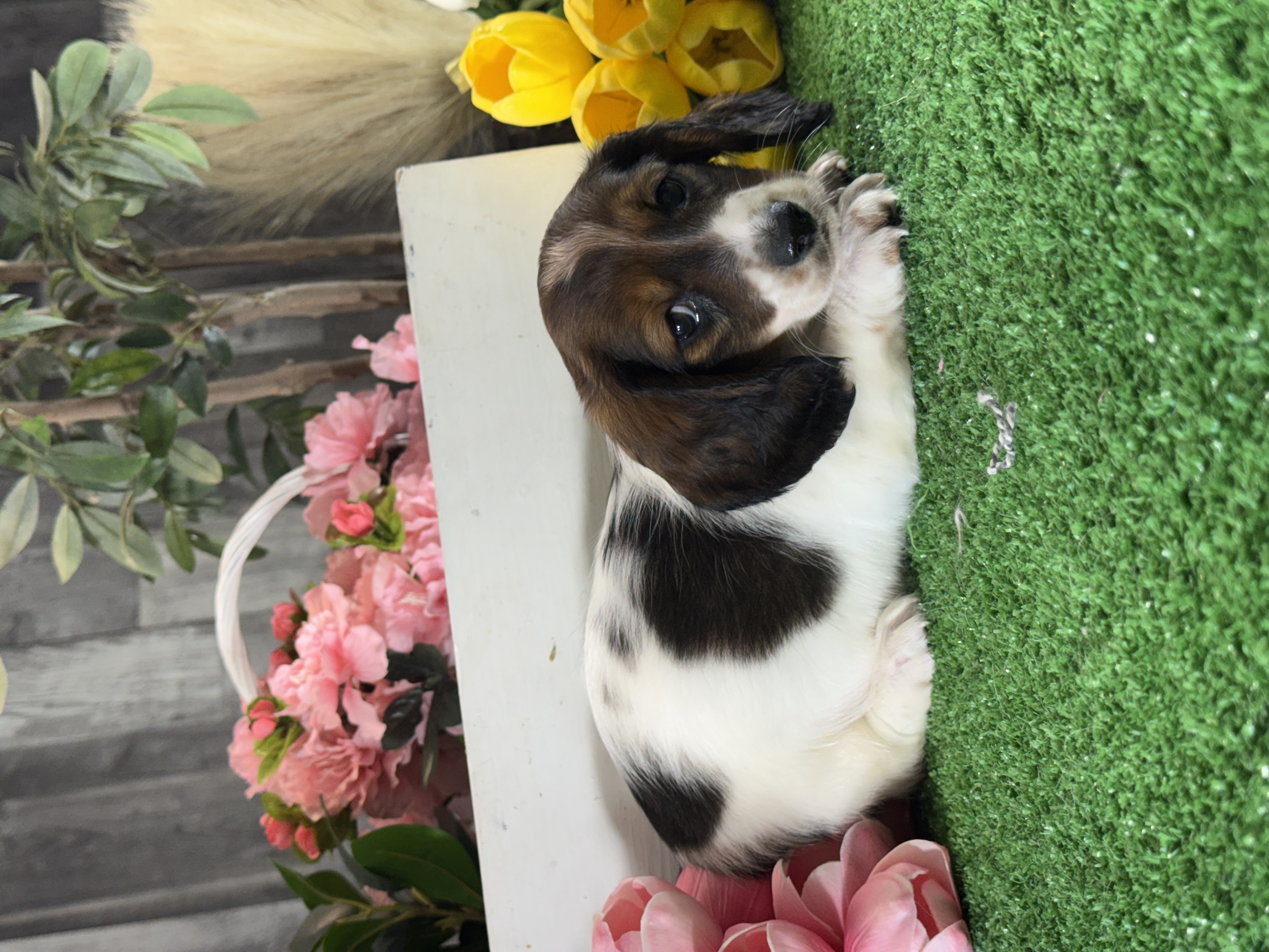 puppy, for, sale, Dachshund, Curtis  Martin, dog, breeder, Seneca Falls, NY, dog-breeder, puppy-for-sale, forsale, nearby, find, puppyfind, locator, puppylocator, aca