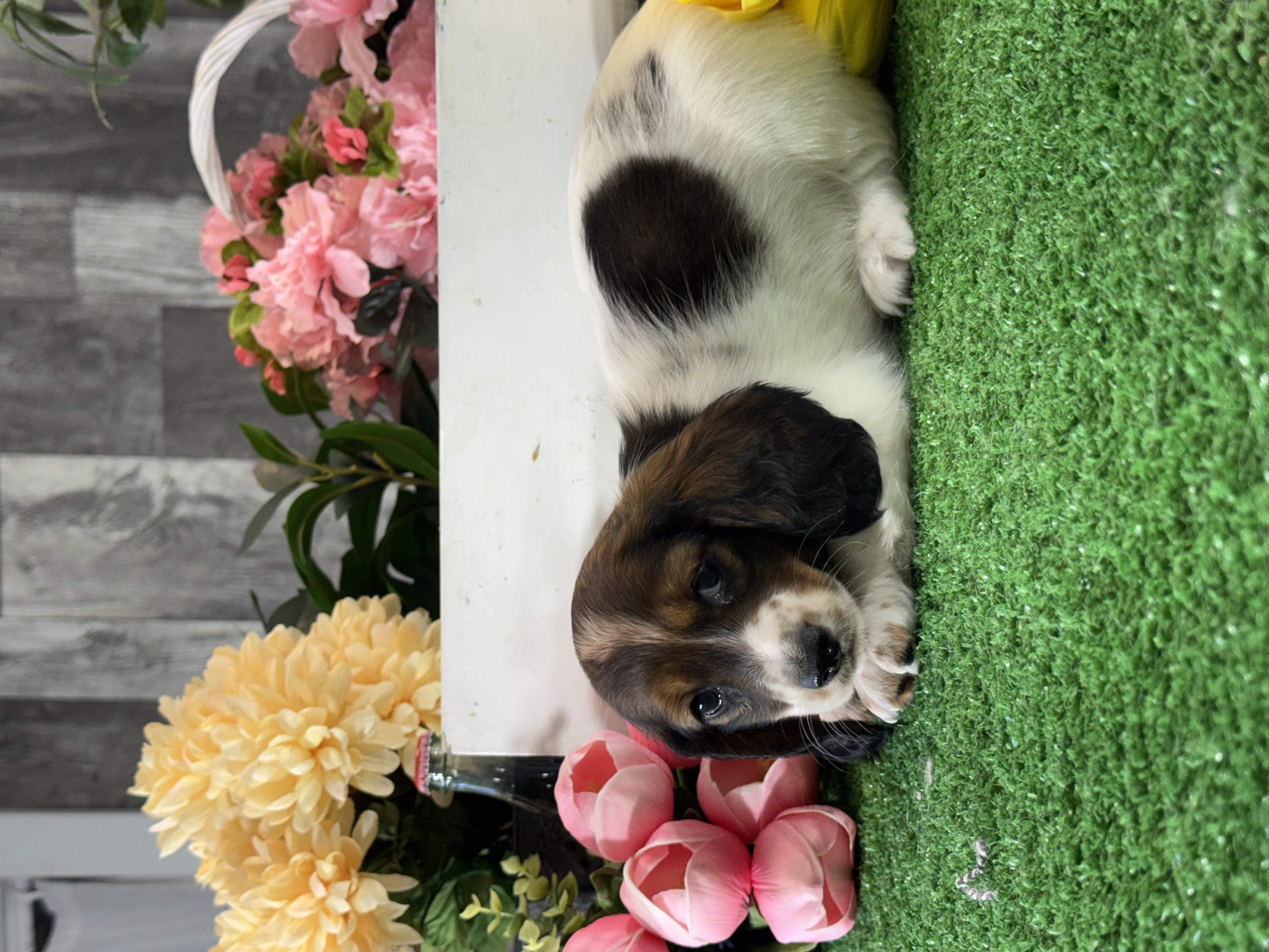 puppy, for, sale, Dachshund, Curtis  Martin, dog, breeder, Seneca Falls, NY, dog-breeder, puppy-for-sale, forsale, nearby, find, puppyfind, locator, puppylocator, aca