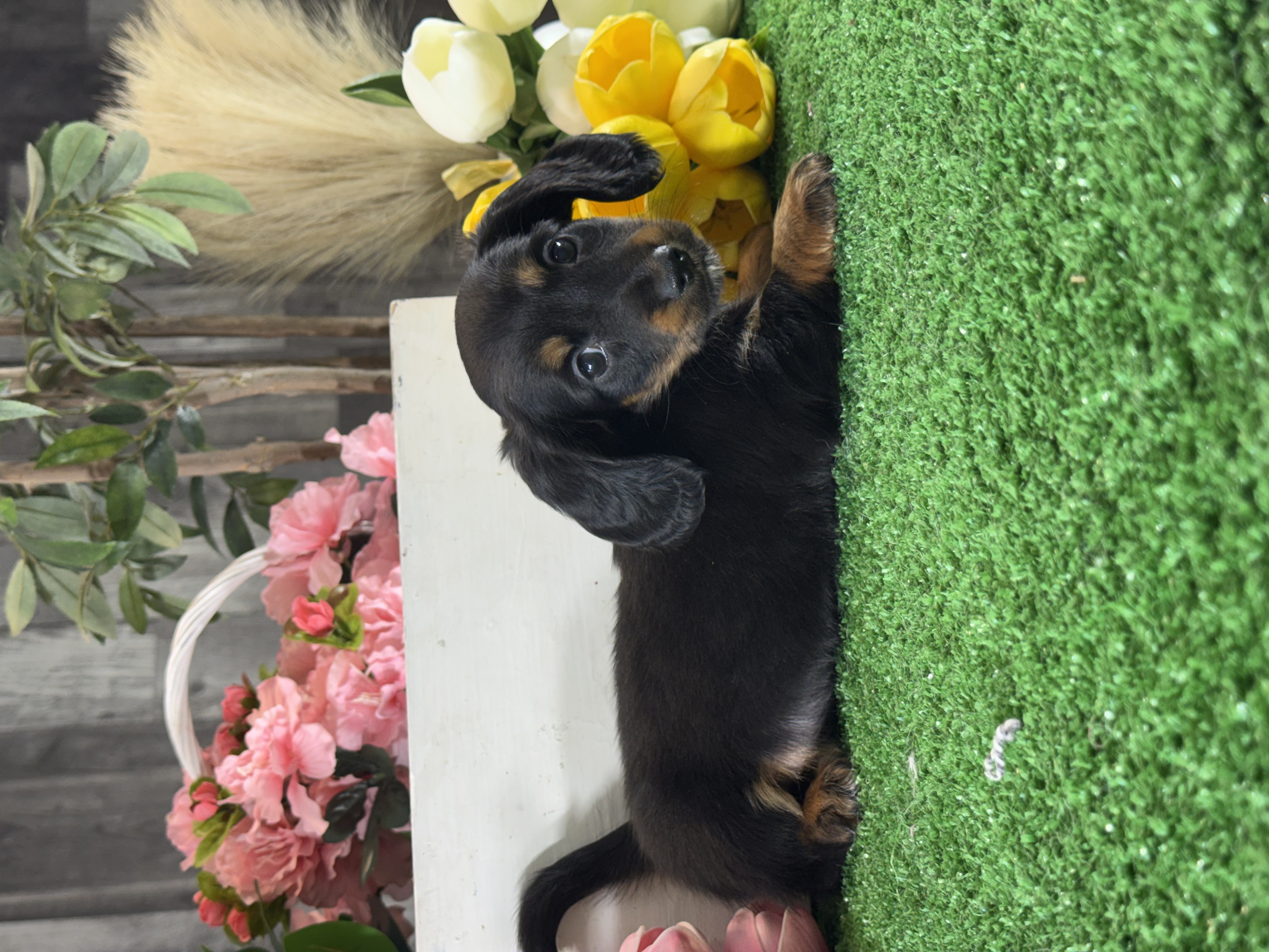 puppy, for, sale, Dachshund, Curtis  Martin, dog, breeder, Seneca Falls, NY, dog-breeder, puppy-for-sale, forsale, nearby, find, puppyfind, locator, puppylocator, aca