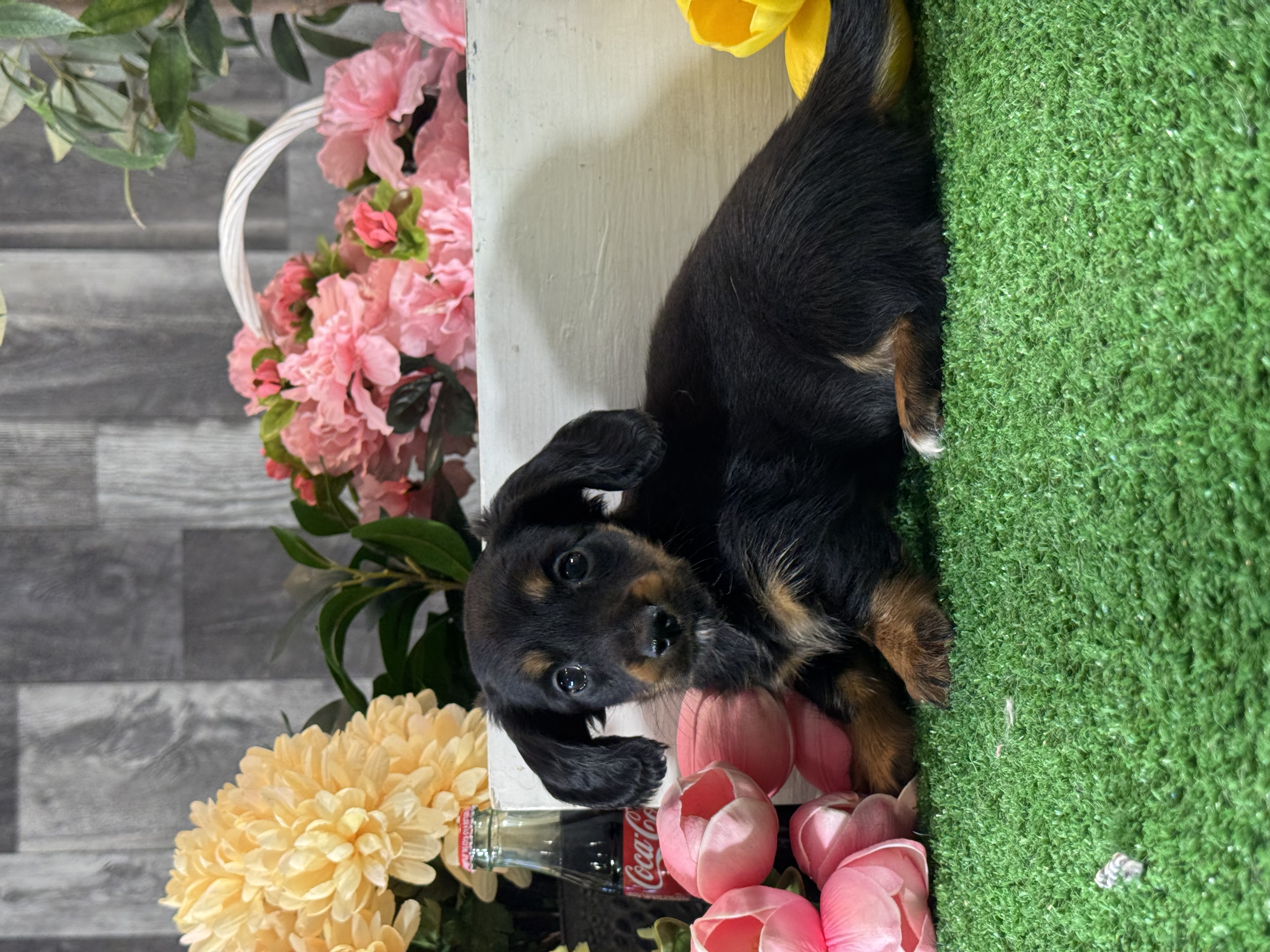 puppy, for, sale, Dachshund, Curtis  Martin, dog, breeder, Seneca Falls, NY, dog-breeder, puppy-for-sale, forsale, nearby, find, puppyfind, locator, puppylocator, aca