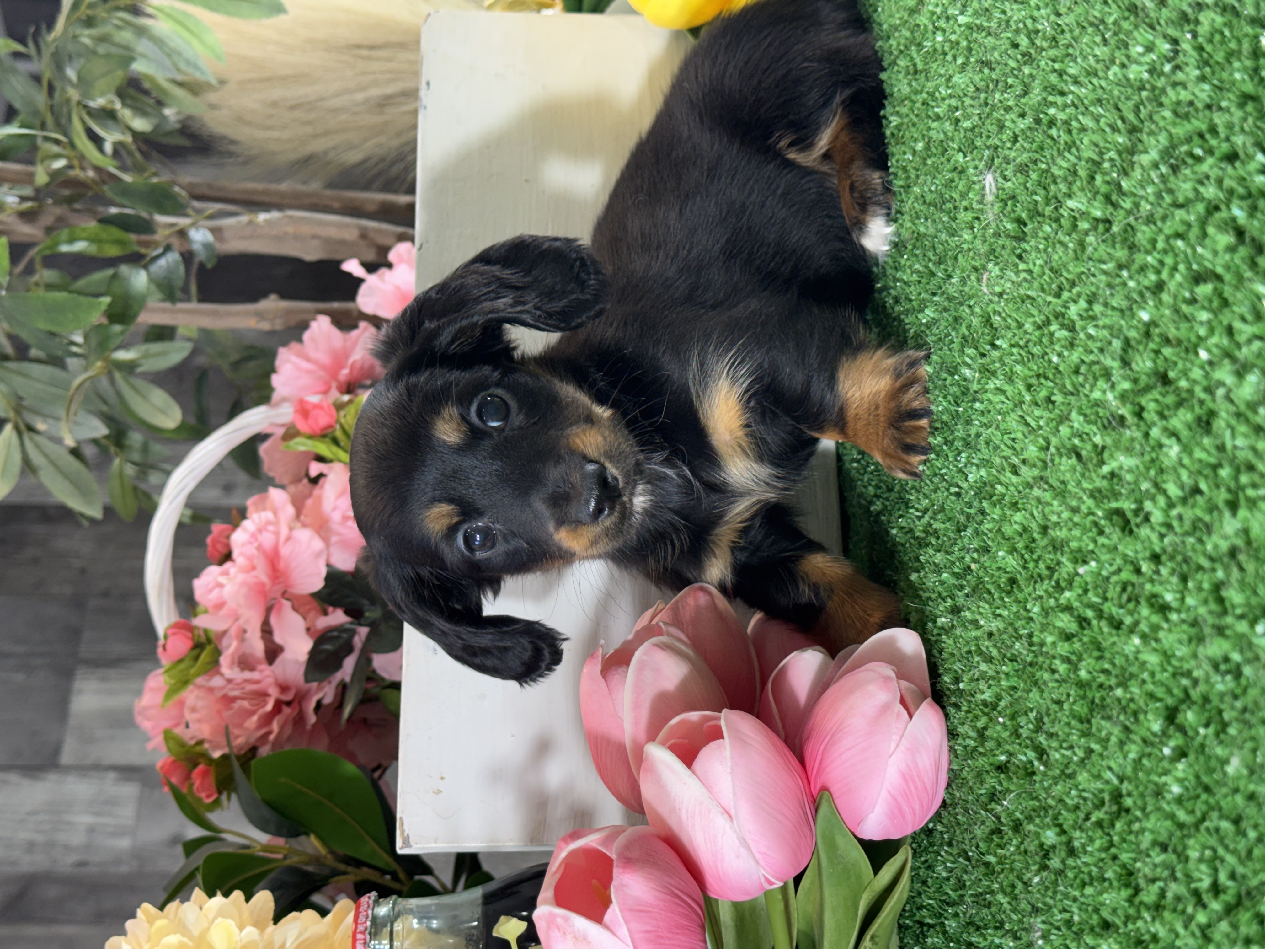 puppy, for, sale, Dachshund, Curtis  Martin, dog, breeder, Seneca Falls, NY, dog-breeder, puppy-for-sale, forsale, nearby, find, puppyfind, locator, puppylocator, aca