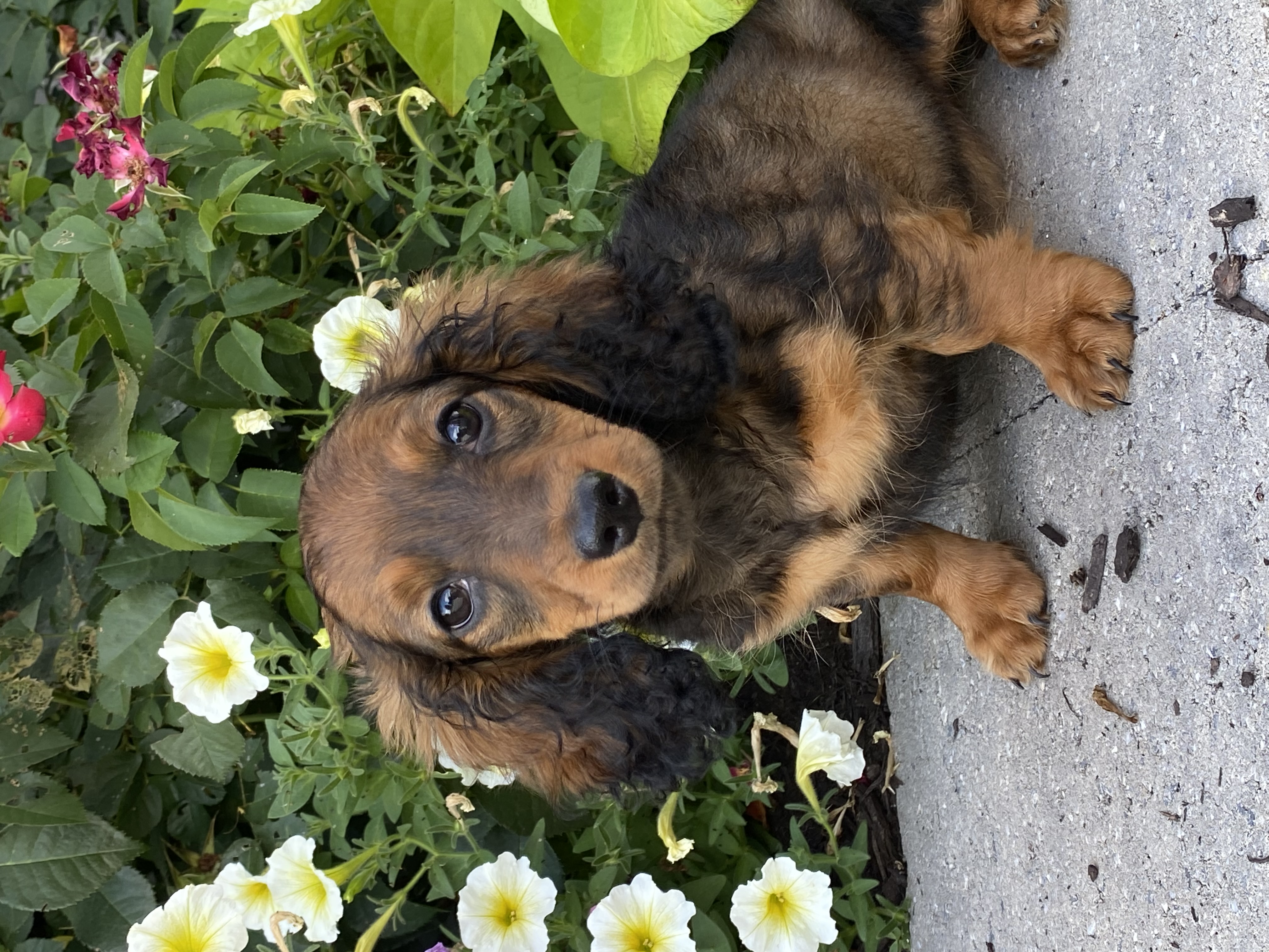 puppy, for, sale, Dachshund, Curtis  Martin, dog, breeder, Seneca Falls, NY, dog-breeder, puppy-for-sale, forsale, nearby, find, puppyfind, locator, puppylocator, aca