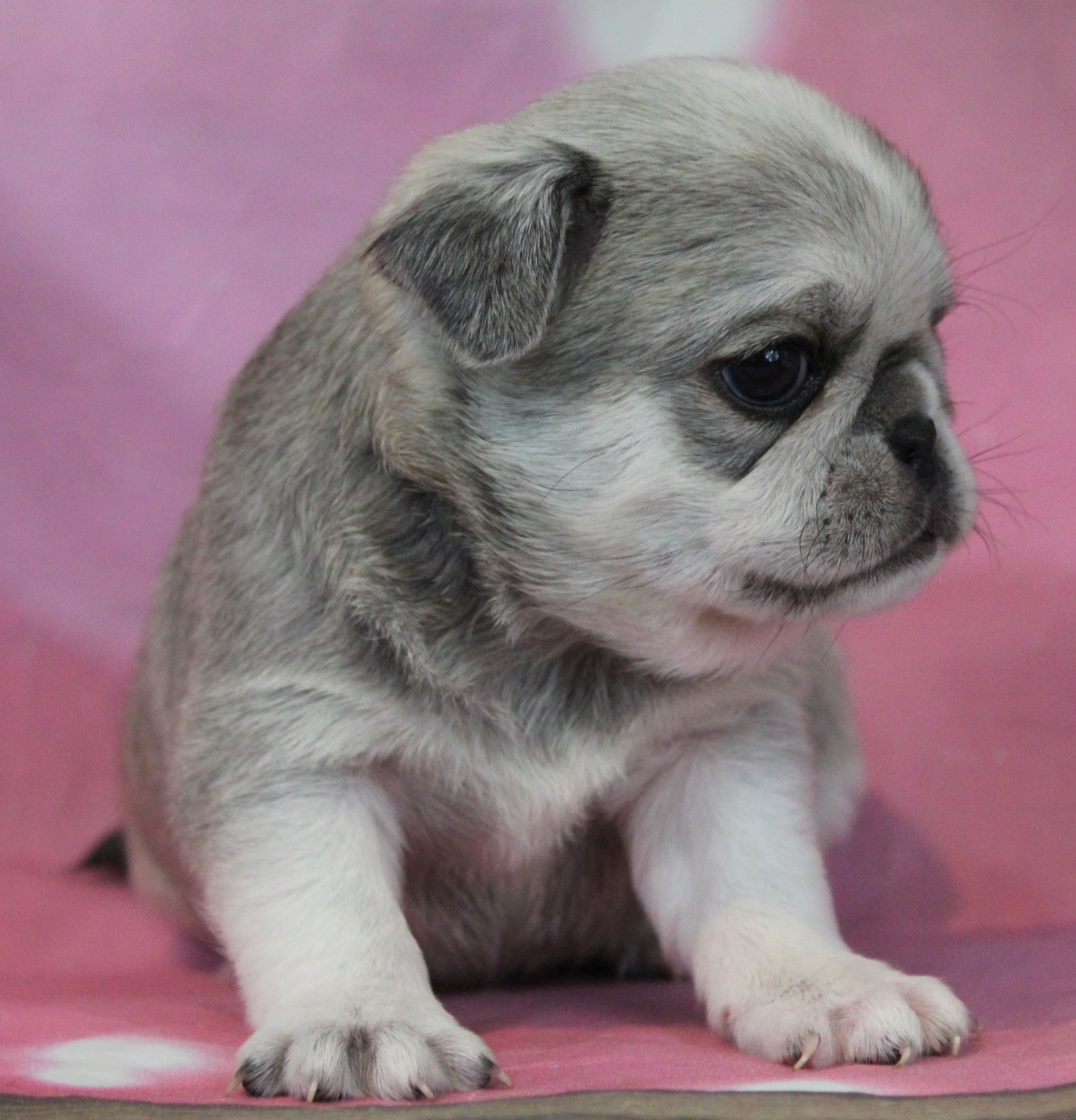 puppy, for, sale, Pug, Jenina  Fortner, dog, breeder, Abilene, KS, dog-breeder, puppy-for-sale, forsale, nearby, find, puppyfind, locator, puppylocator, aca