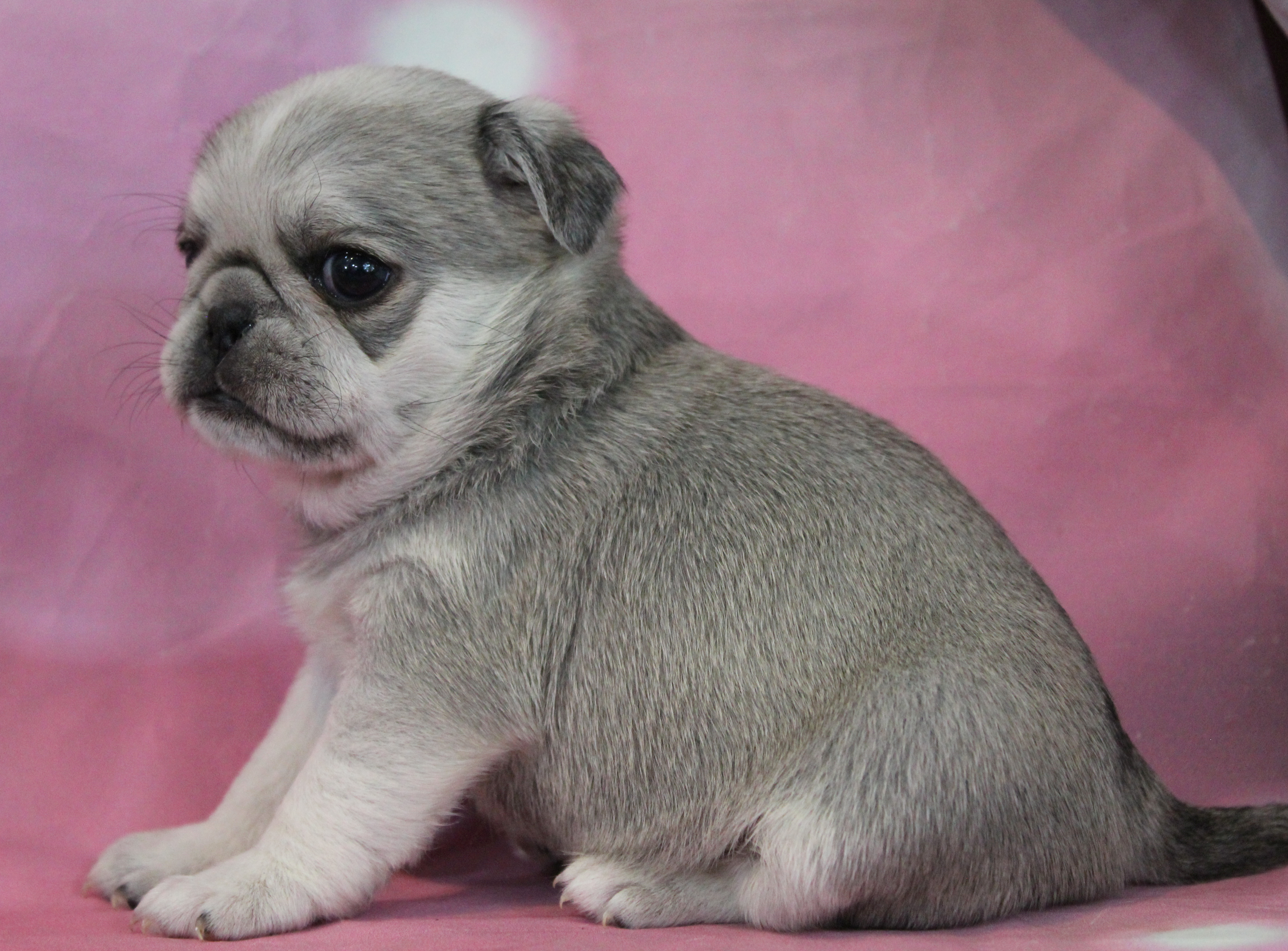 puppy, for, sale, Pug, Jenina  Fortner, dog, breeder, Abilene, KS, dog-breeder, puppy-for-sale, forsale, nearby, find, puppyfind, locator, puppylocator, aca
