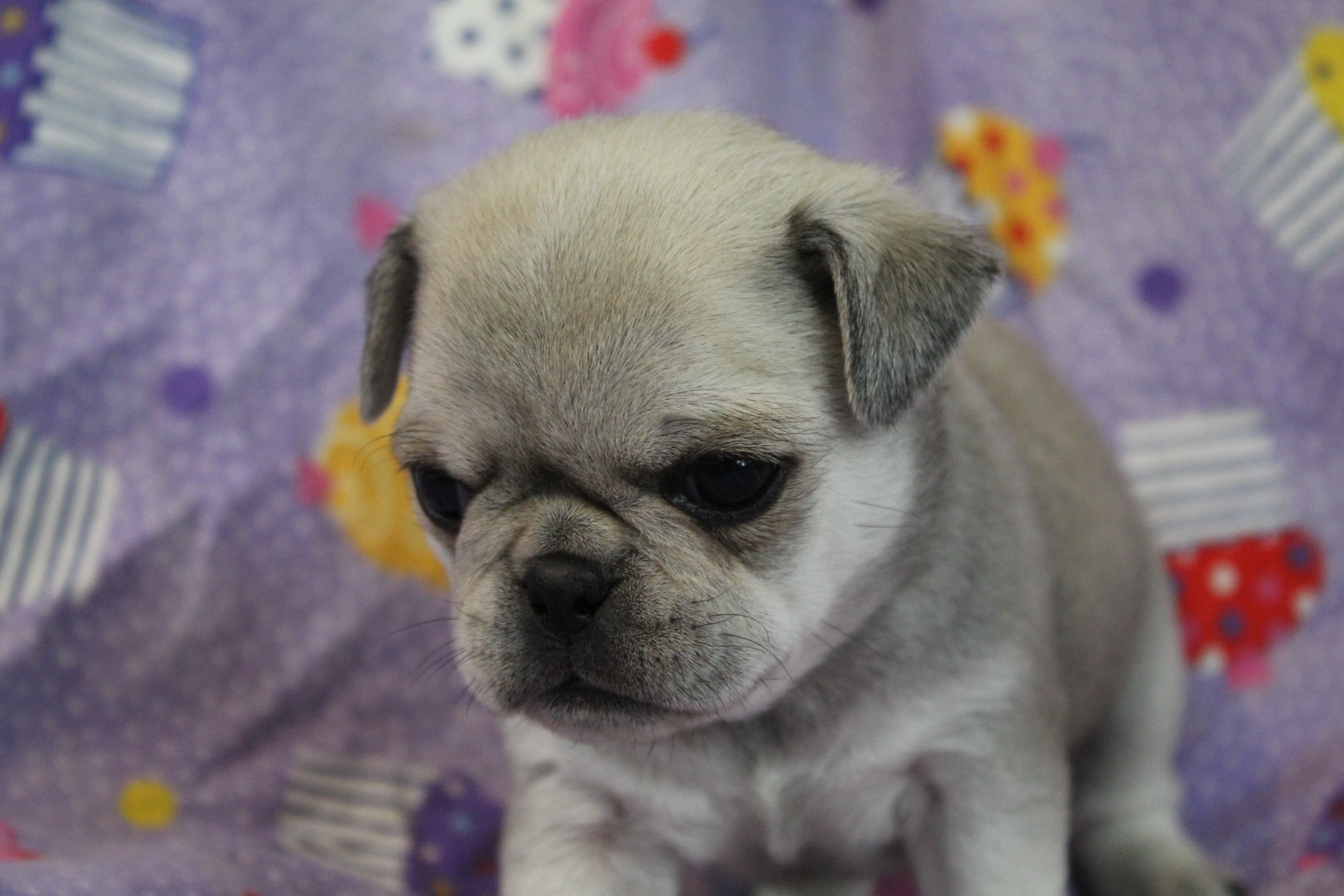 puppy, for, sale, Pug, Jenina  Fortner, dog, breeder, Abilene, KS, dog-breeder, puppy-for-sale, forsale, nearby, find, puppyfind, locator, puppylocator, aca