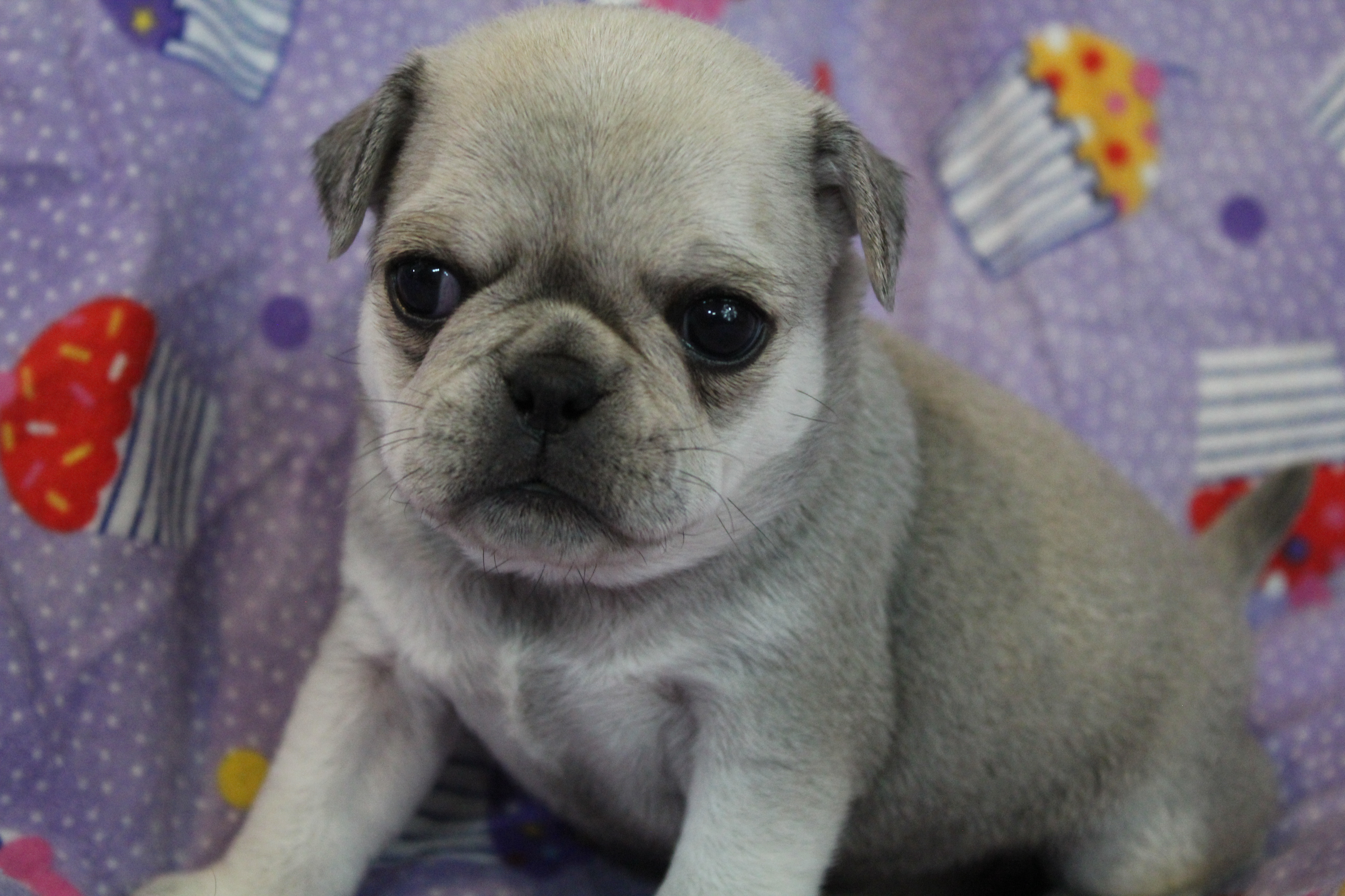 puppy, for, sale, Pug, Jenina  Fortner, dog, breeder, Abilene, KS, dog-breeder, puppy-for-sale, forsale, nearby, find, puppyfind, locator, puppylocator, aca