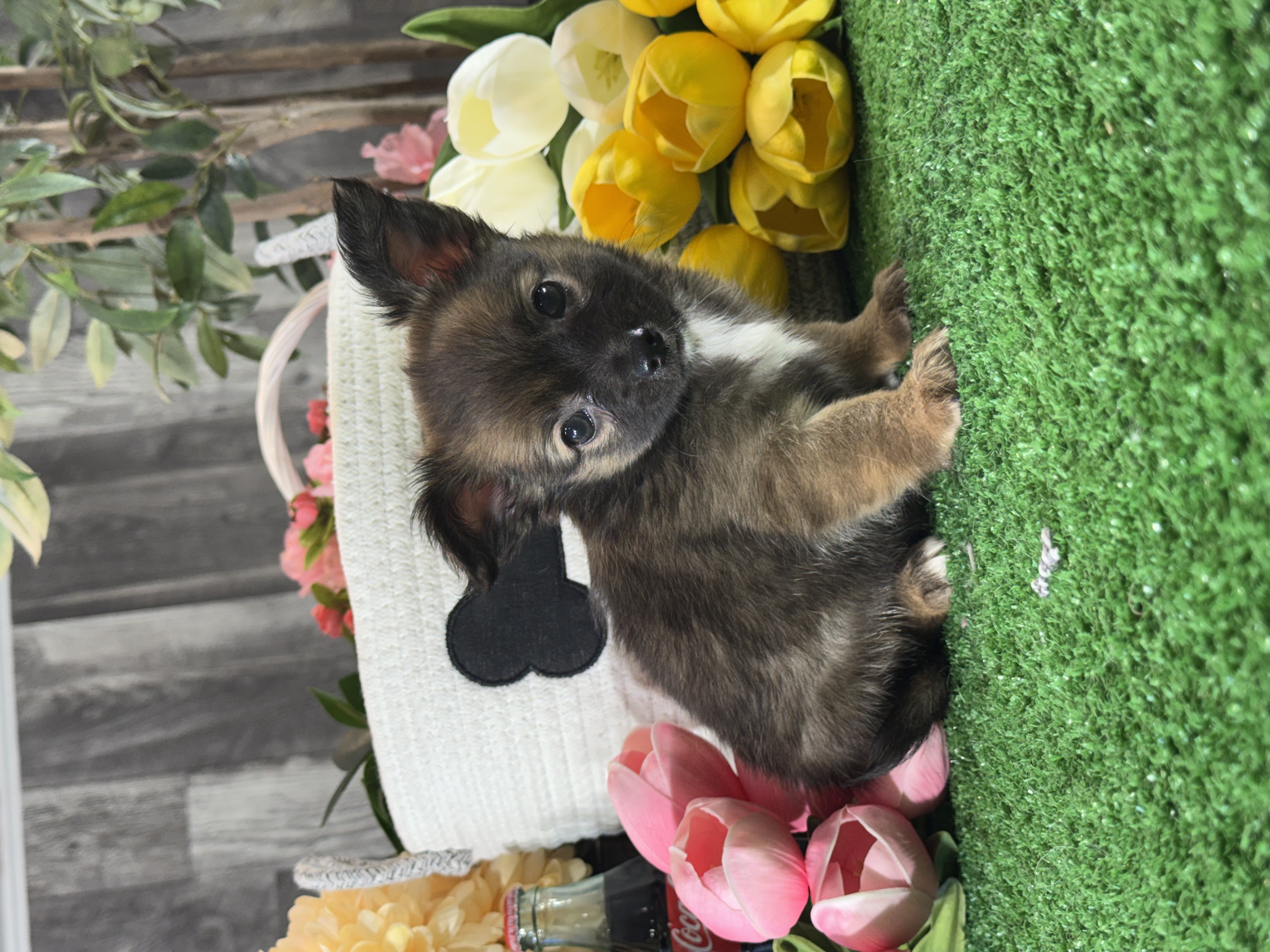puppy, for, sale, Chihuahua, Curtis  Martin, dog, breeder, Seneca Falls, NY, dog-breeder, puppy-for-sale, forsale, nearby, find, puppyfind, locator, puppylocator, aca