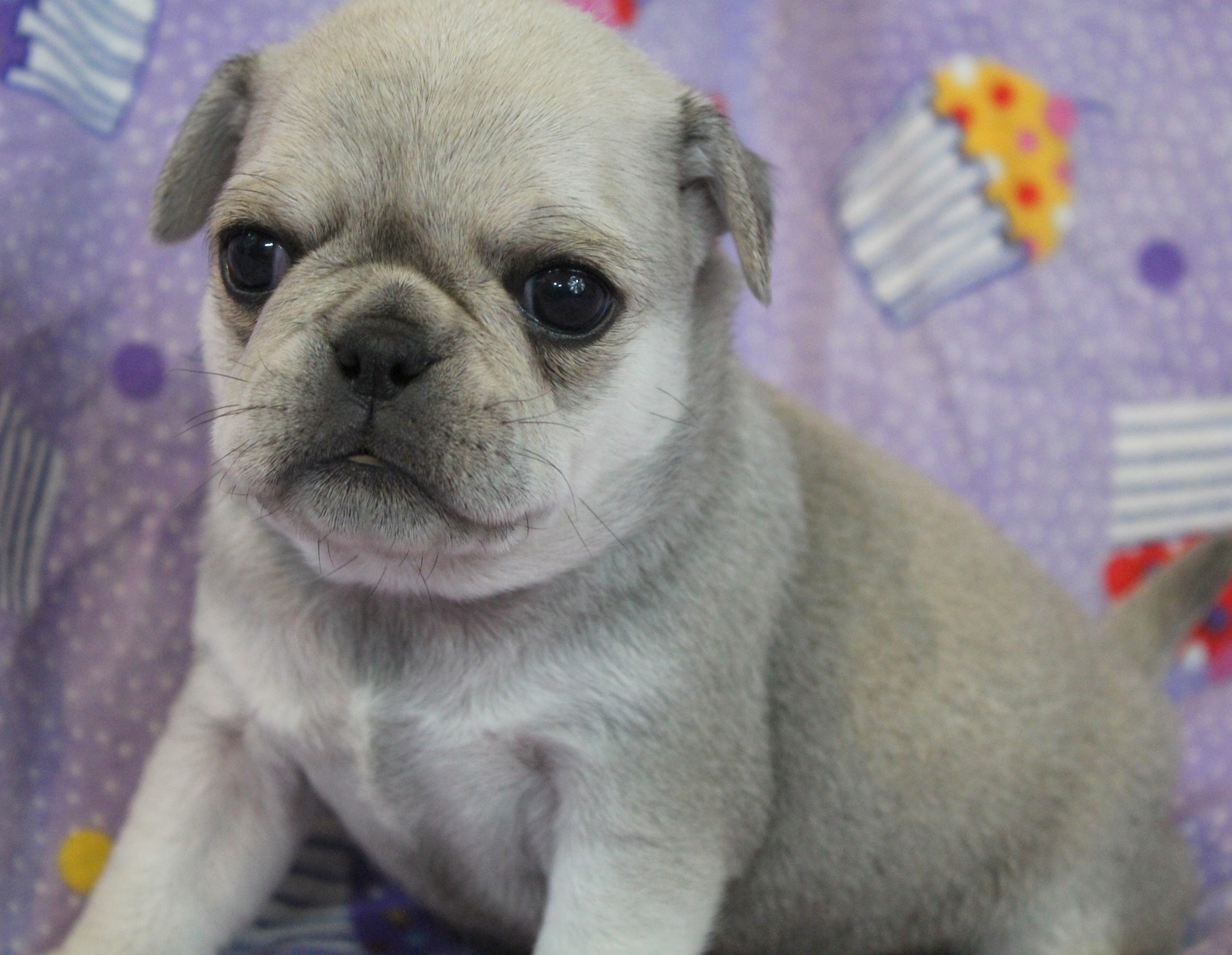 puppy, for, sale, Pug, Jenina  Fortner, dog, breeder, Abilene, KS, dog-breeder, puppy-for-sale, forsale, nearby, find, puppyfind, locator, puppylocator, aca