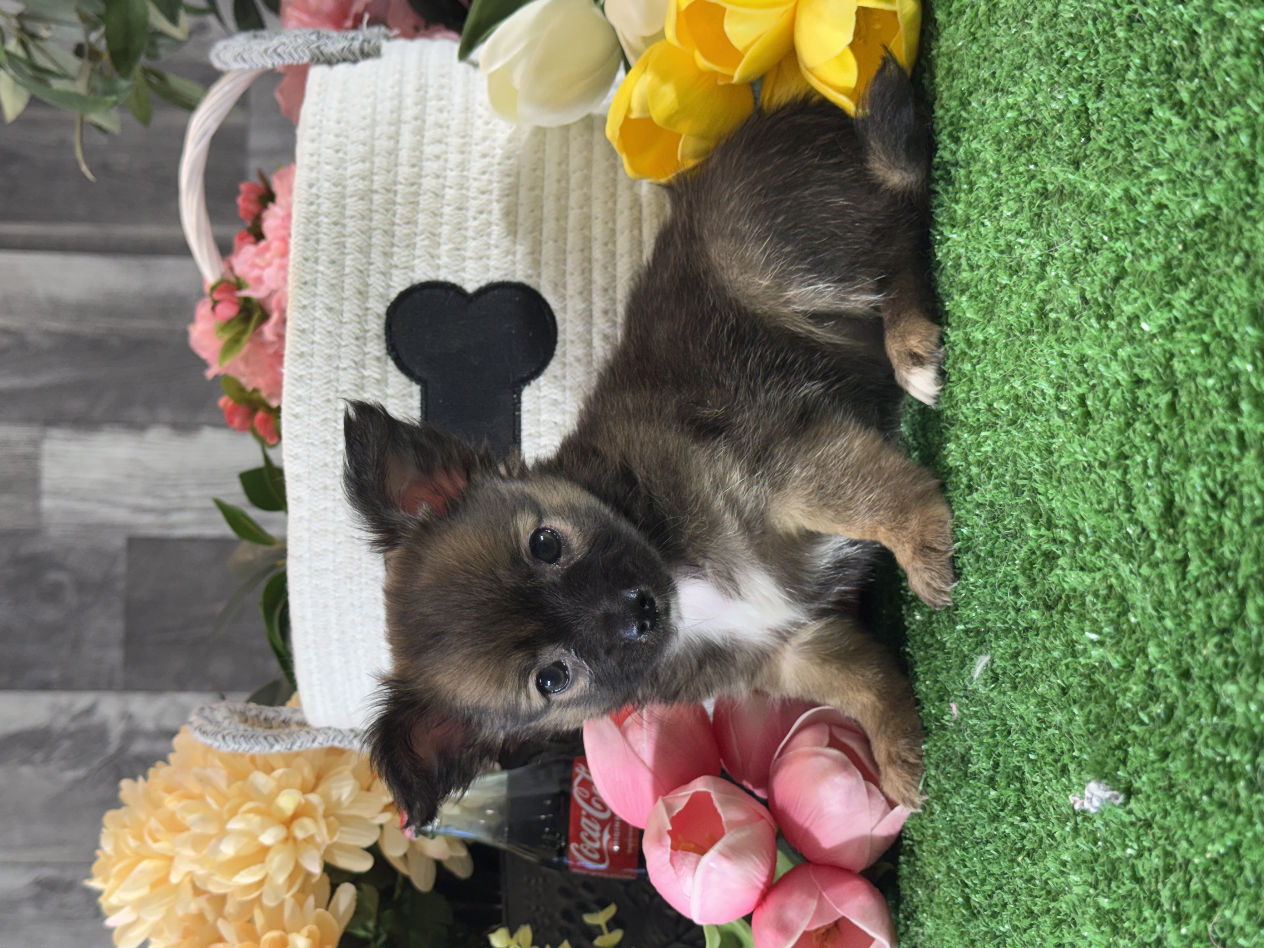 puppy, for, sale, Chihuahua, Curtis  Martin, dog, breeder, Seneca Falls, NY, dog-breeder, puppy-for-sale, forsale, nearby, find, puppyfind, locator, puppylocator, aca