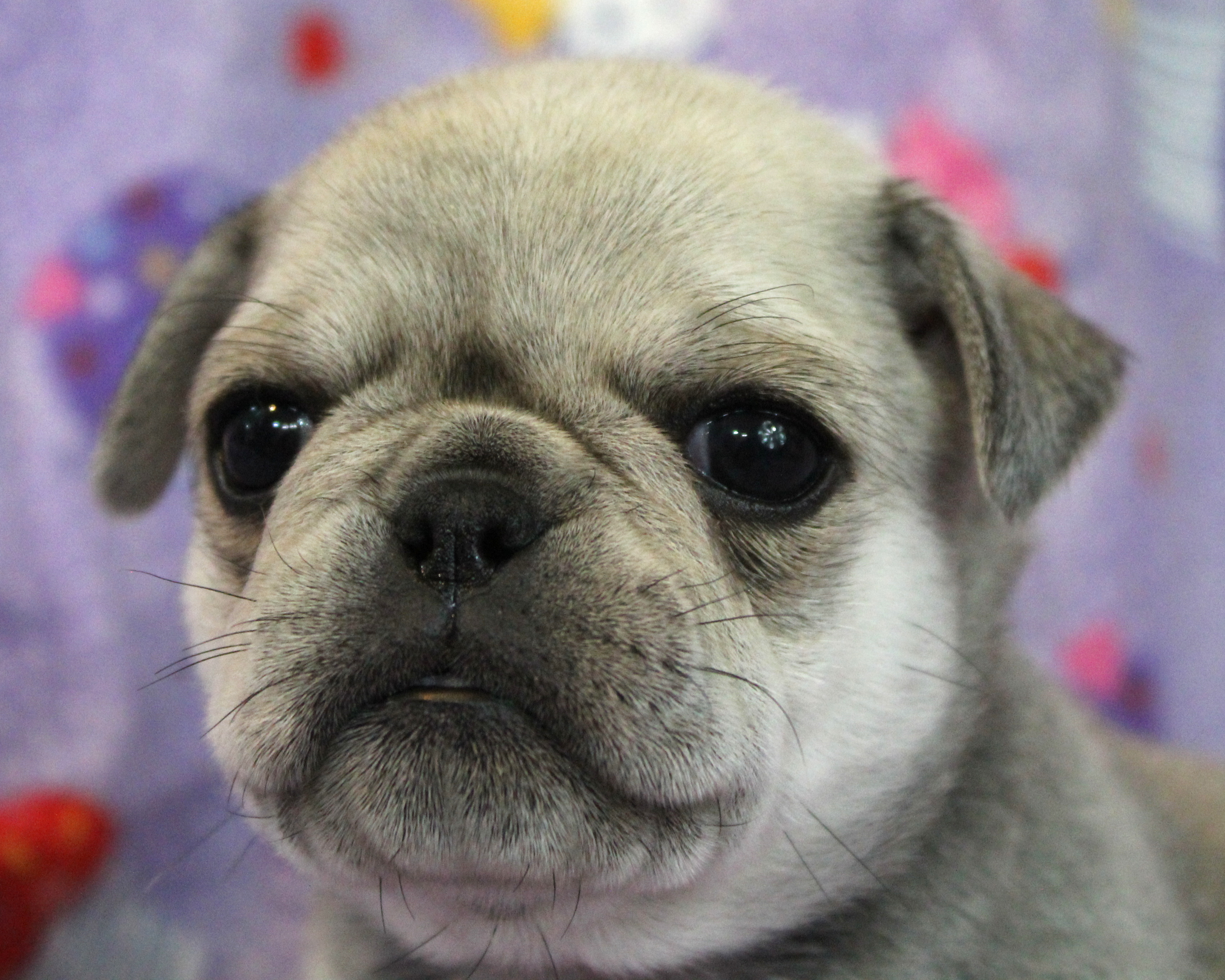 puppy, for, sale, Pug, Jenina  Fortner, dog, breeder, Abilene, KS, dog-breeder, puppy-for-sale, forsale, nearby, find, puppyfind, locator, puppylocator, aca