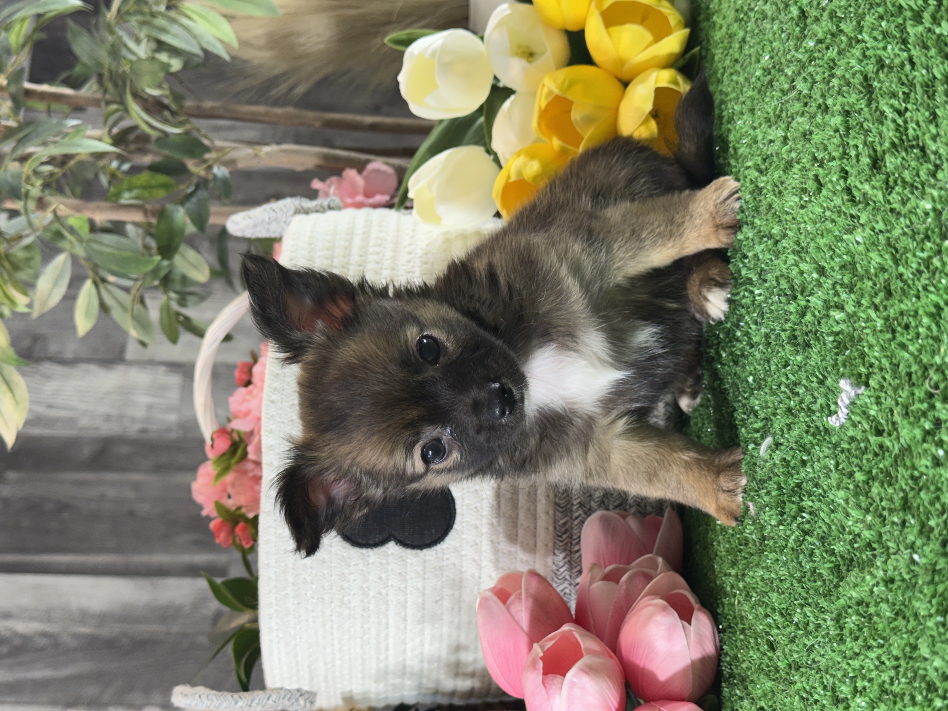 puppy, for, sale, Chihuahua, Curtis  Martin, dog, breeder, Seneca Falls, NY, dog-breeder, puppy-for-sale, forsale, nearby, find, puppyfind, locator, puppylocator, aca