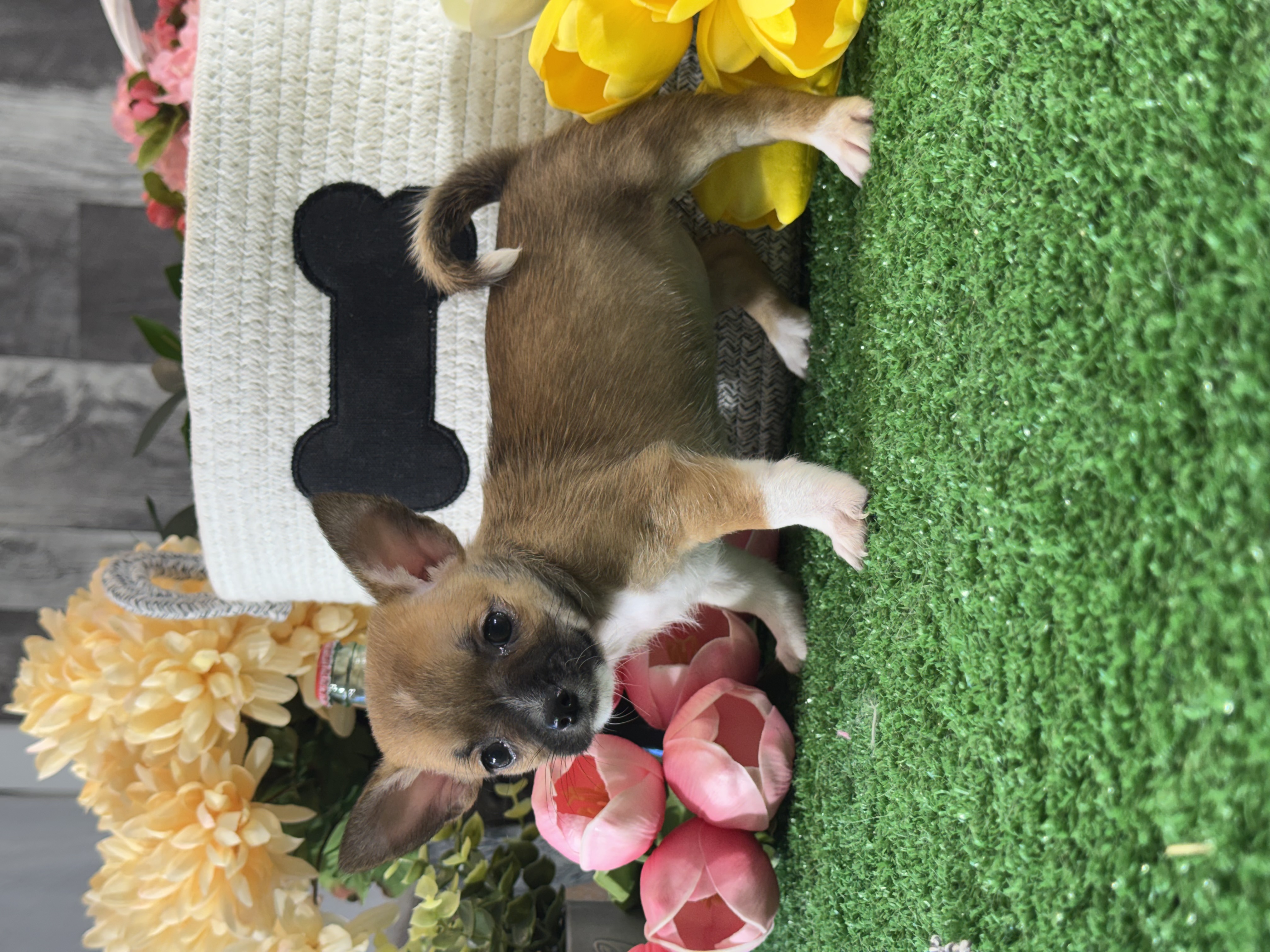 puppy, for, sale, Chihuahua, Curtis  Martin, dog, breeder, Seneca Falls, NY, dog-breeder, puppy-for-sale, forsale, nearby, find, puppyfind, locator, puppylocator, aca