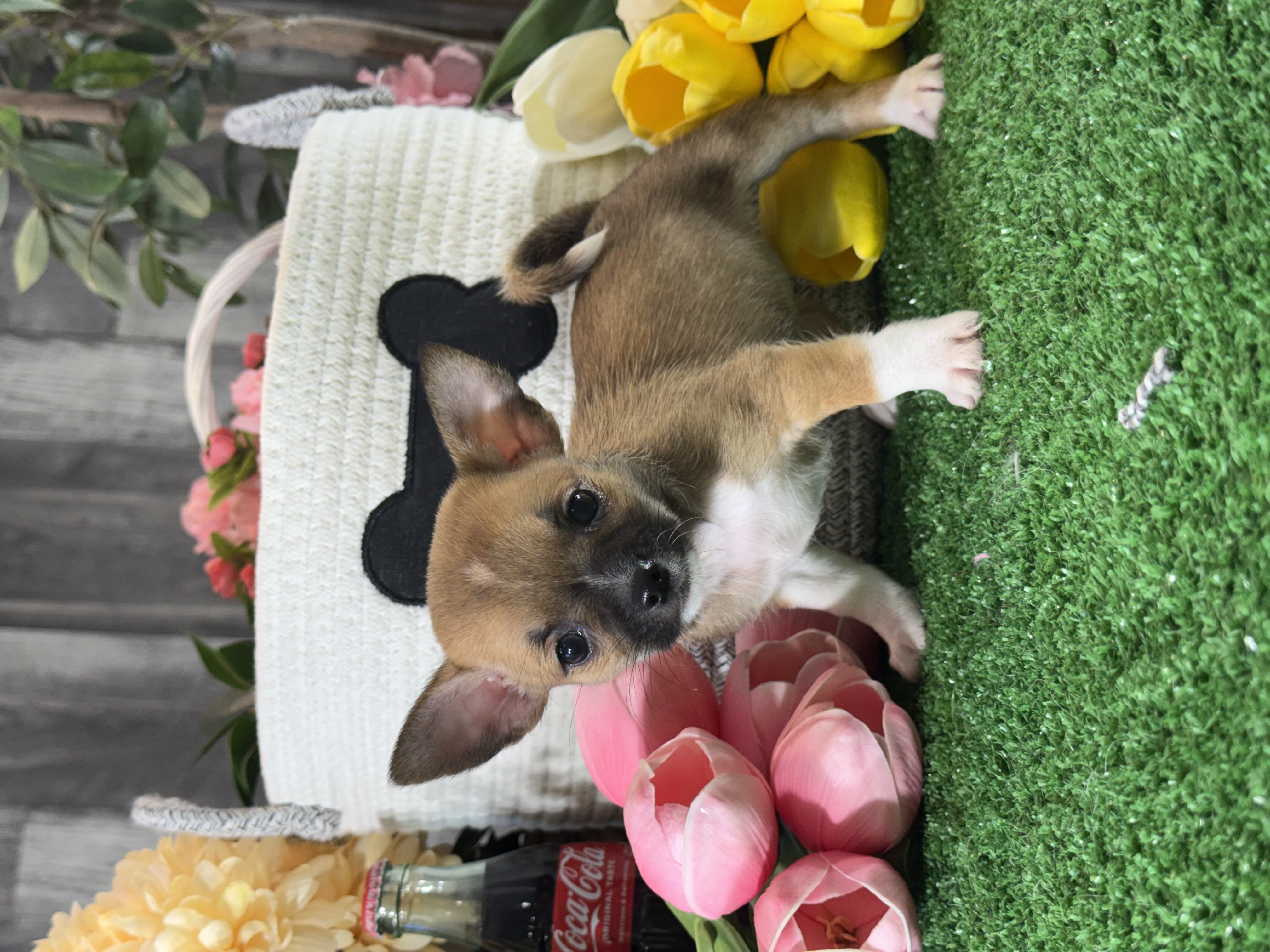 puppy, for, sale, Chihuahua, Curtis  Martin, dog, breeder, Seneca Falls, NY, dog-breeder, puppy-for-sale, forsale, nearby, find, puppyfind, locator, puppylocator, aca