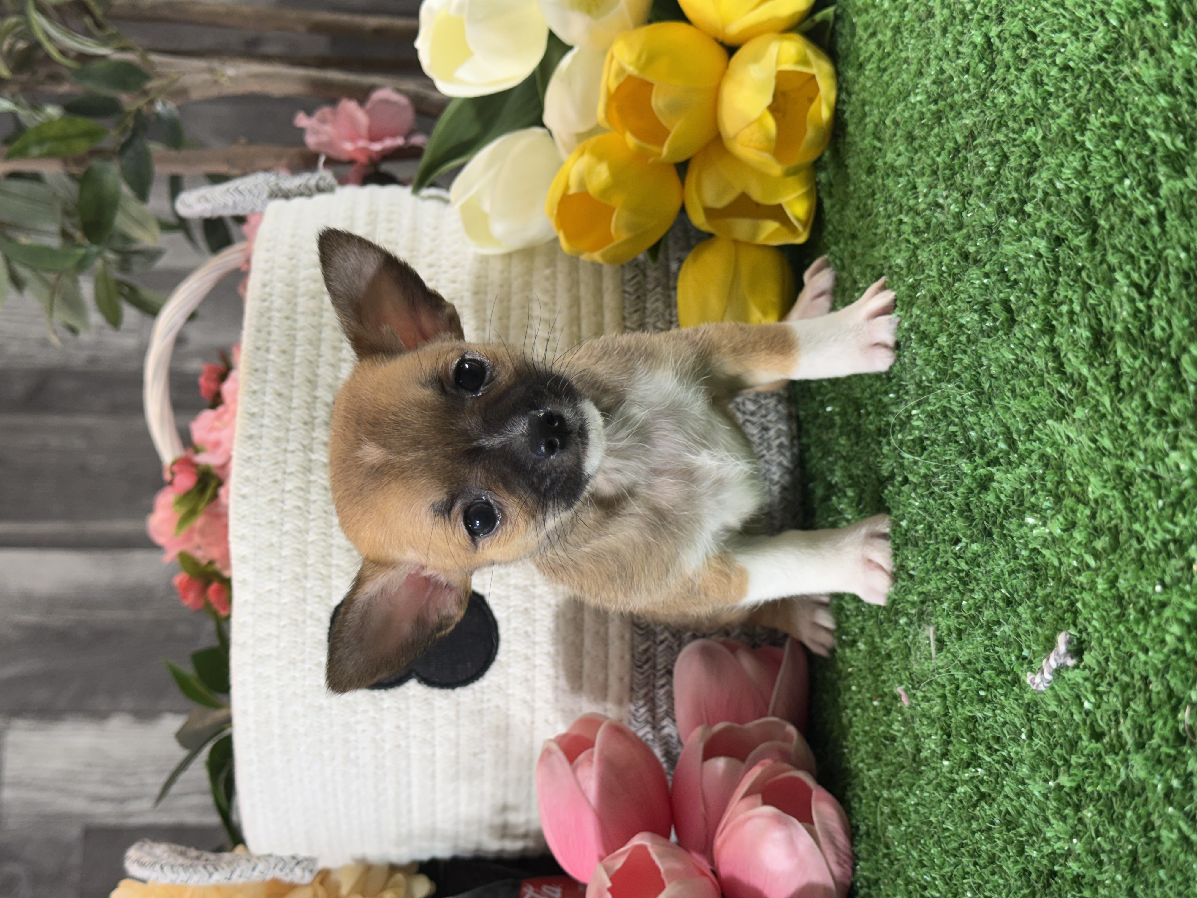 puppy, for, sale, Chihuahua, Curtis  Martin, dog, breeder, Seneca Falls, NY, dog-breeder, puppy-for-sale, forsale, nearby, find, puppyfind, locator, puppylocator, aca