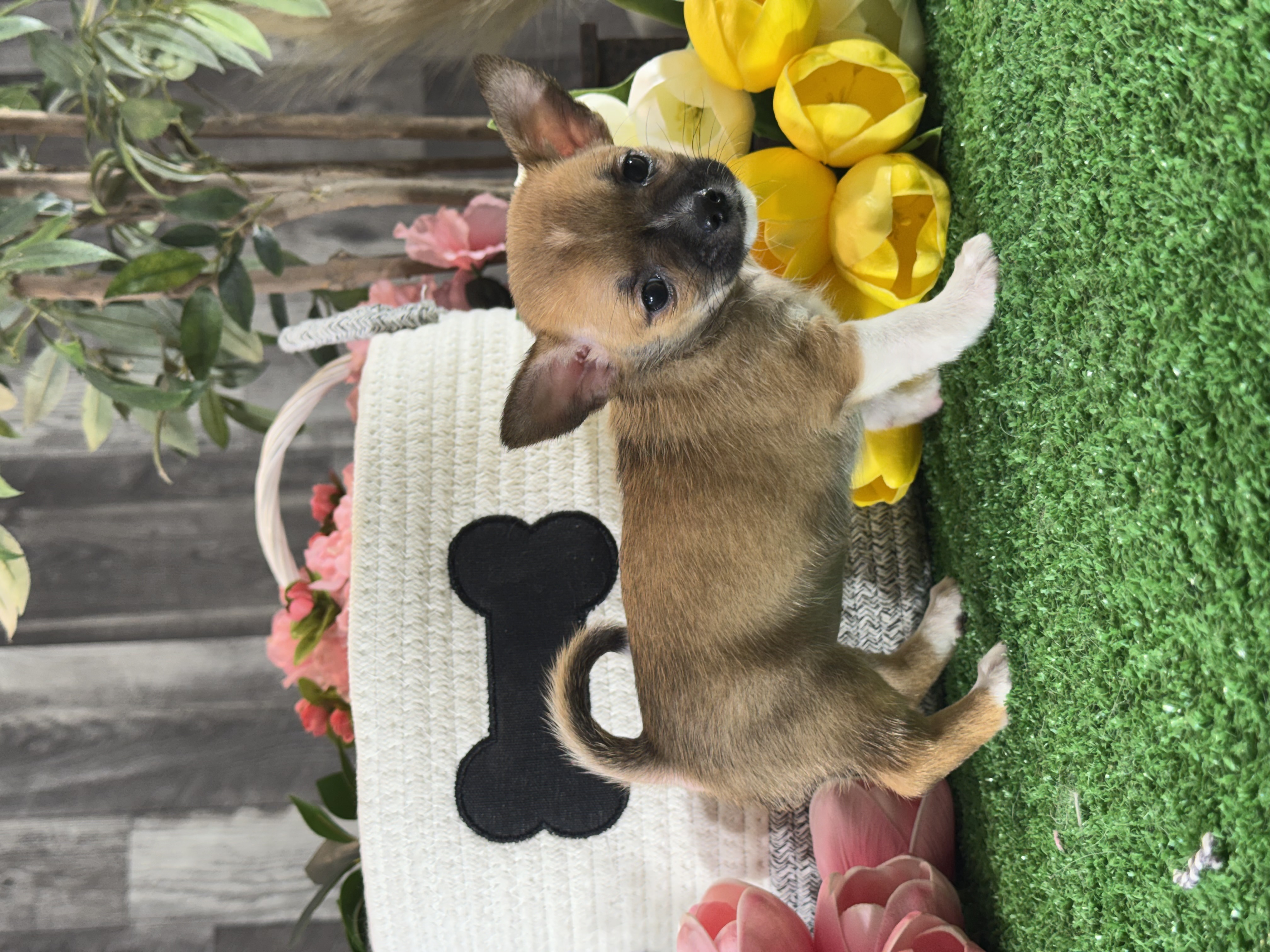 puppy, for, sale, Chihuahua, Curtis  Martin, dog, breeder, Seneca Falls, NY, dog-breeder, puppy-for-sale, forsale, nearby, find, puppyfind, locator, puppylocator, aca