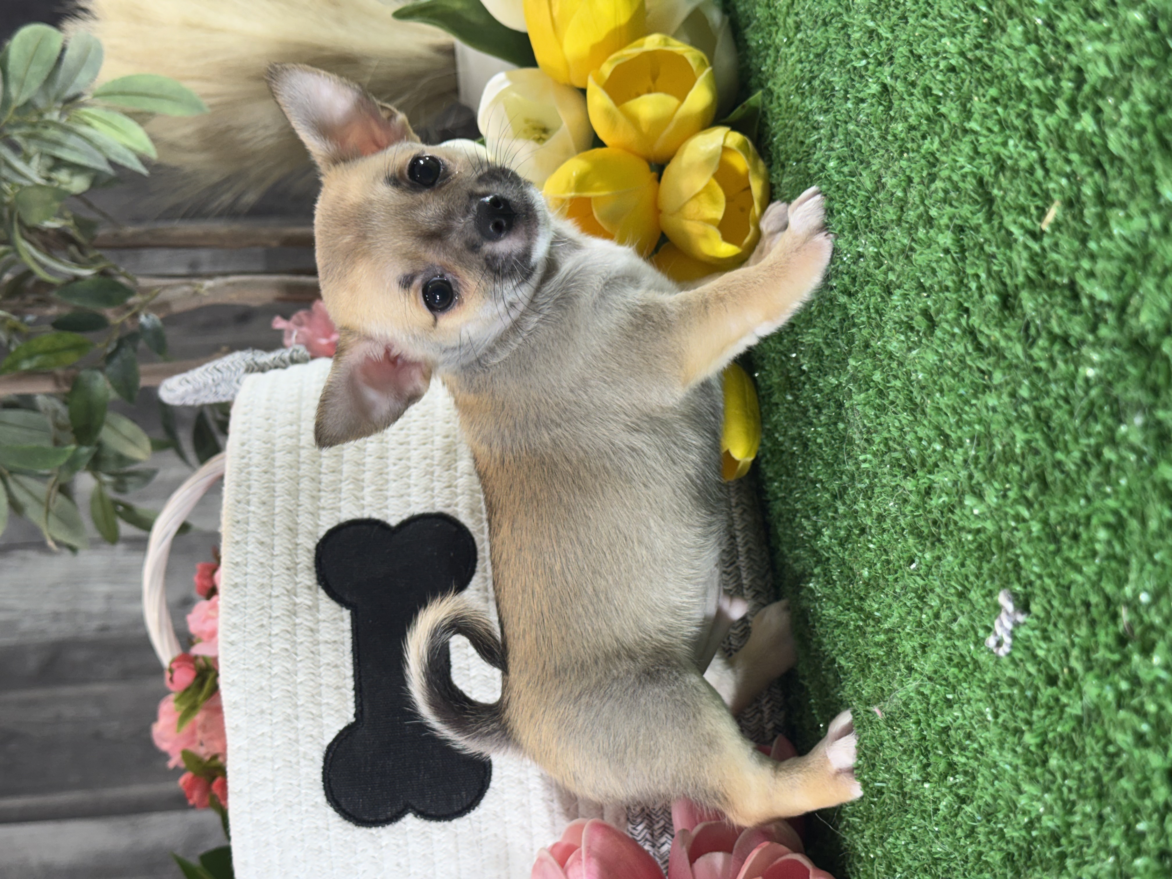 puppy, for, sale, Chihuahua, Curtis  Martin, dog, breeder, Seneca Falls, NY, dog-breeder, puppy-for-sale, forsale, nearby, find, puppyfind, locator, puppylocator, aca