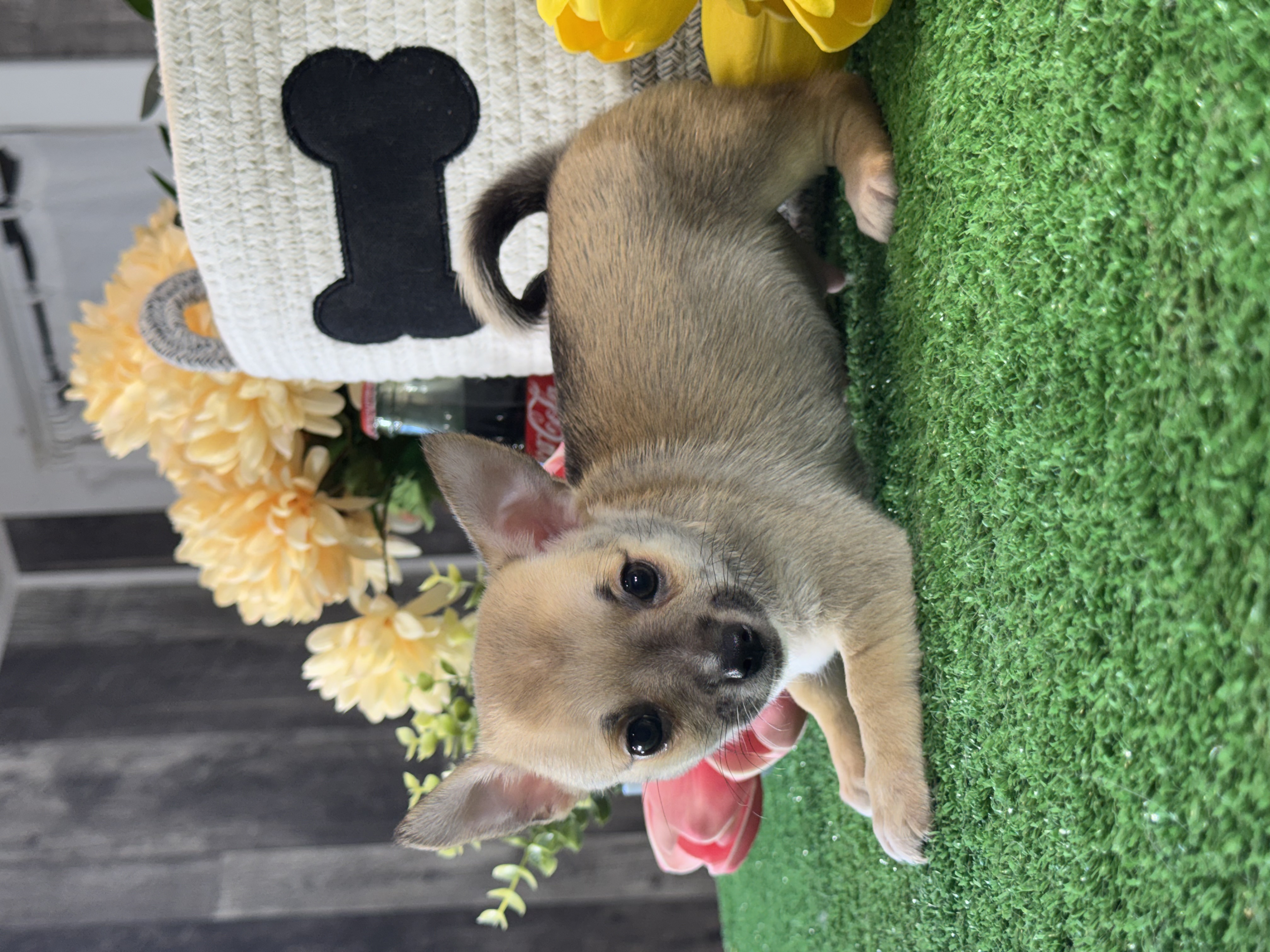 puppy, for, sale, Chihuahua, Curtis  Martin, dog, breeder, Seneca Falls, NY, dog-breeder, puppy-for-sale, forsale, nearby, find, puppyfind, locator, puppylocator, aca