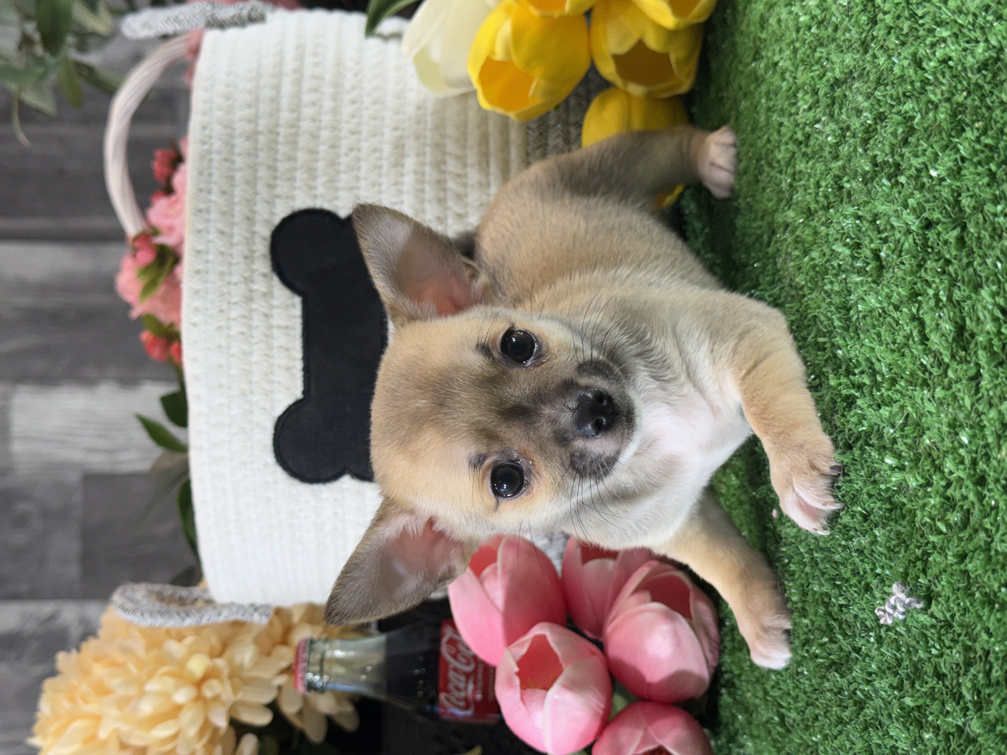 puppy, for, sale, Chihuahua, Curtis  Martin, dog, breeder, Seneca Falls, NY, dog-breeder, puppy-for-sale, forsale, nearby, find, puppyfind, locator, puppylocator, aca