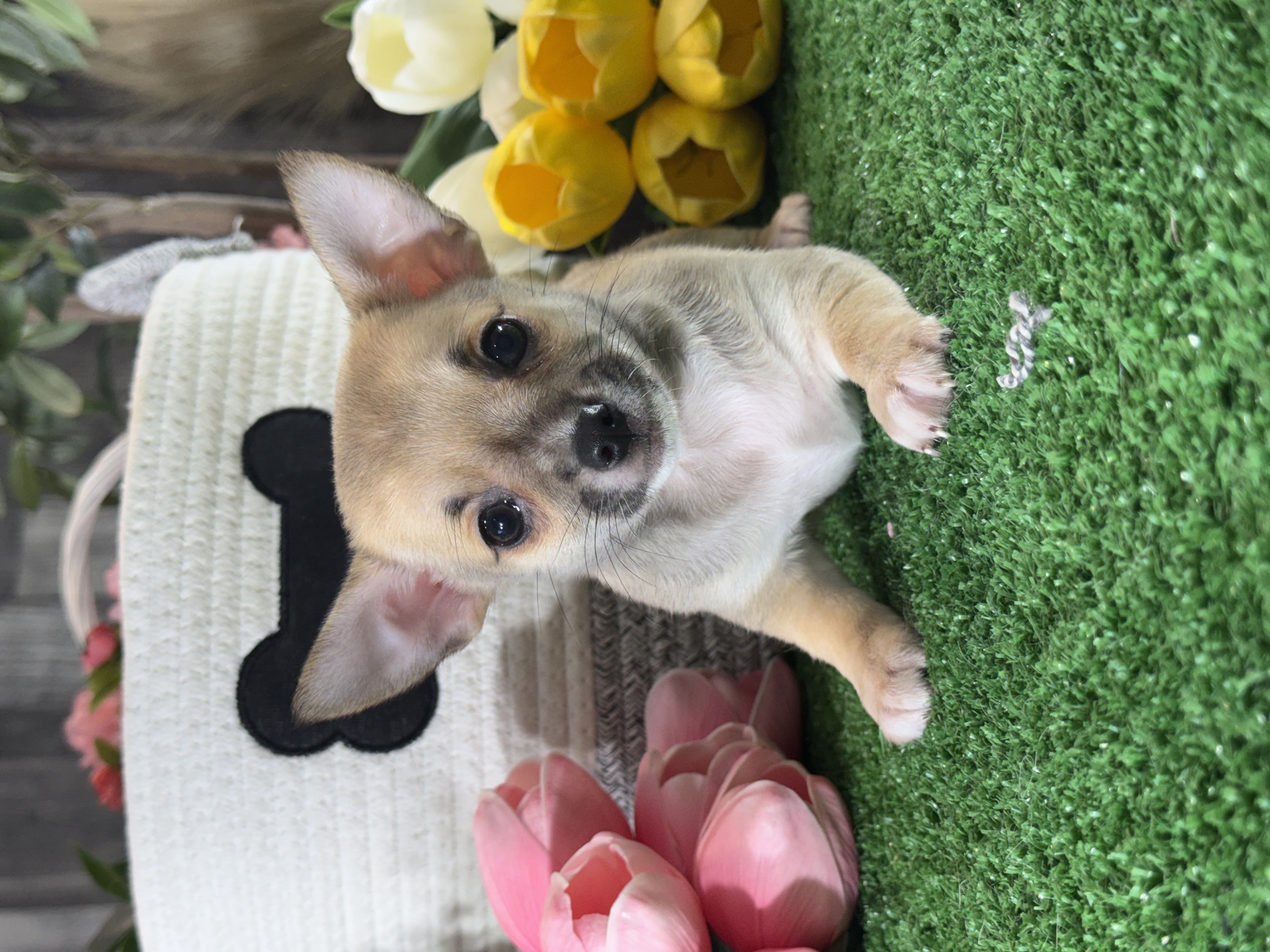 puppy, for, sale, Chihuahua, Curtis  Martin, dog, breeder, Seneca Falls, NY, dog-breeder, puppy-for-sale, forsale, nearby, find, puppyfind, locator, puppylocator, aca