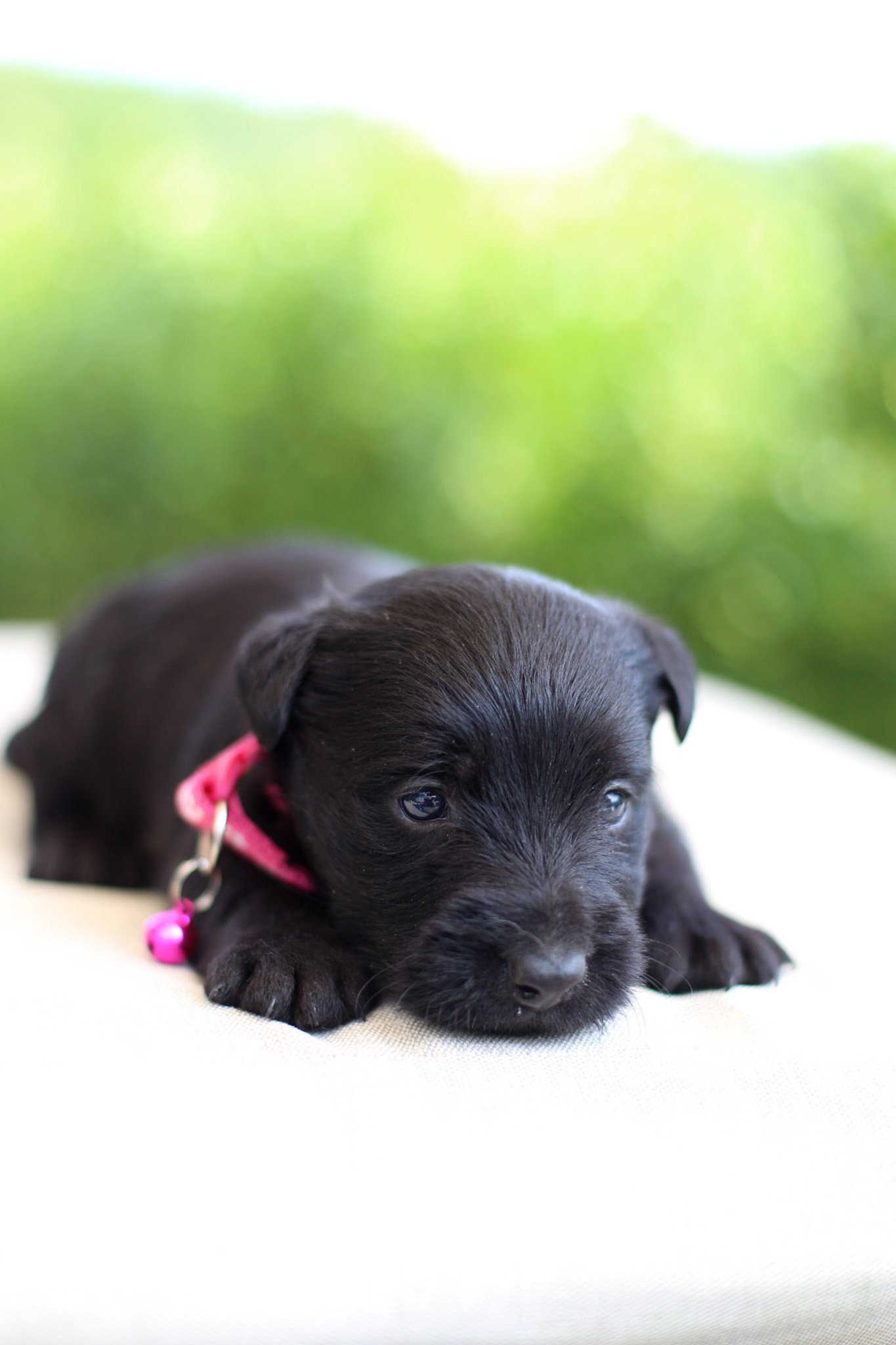 puppy, for, sale, Scottish Terrier, Kerek & Marisa  Martin, dog, breeder, Mount Joy, PA, dog-breeder, puppy-for-sale, forsale, nearby, find, puppyfind, locator, puppylocator, aca