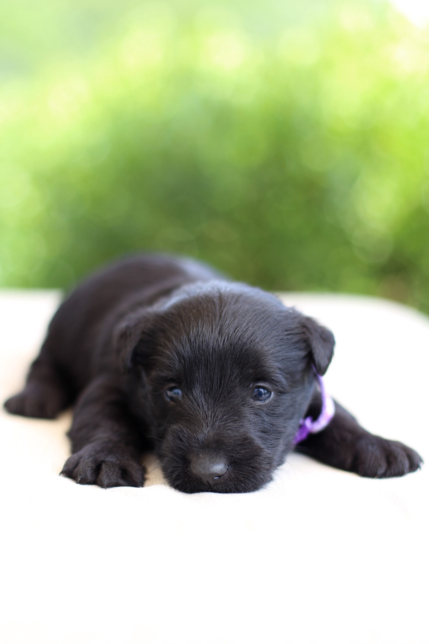 puppy, for, sale, Scottish Terrier, Kerek & Marisa  Martin, dog, breeder, Mount Joy, PA, dog-breeder, puppy-for-sale, forsale, nearby, find, puppyfind, locator, puppylocator, aca