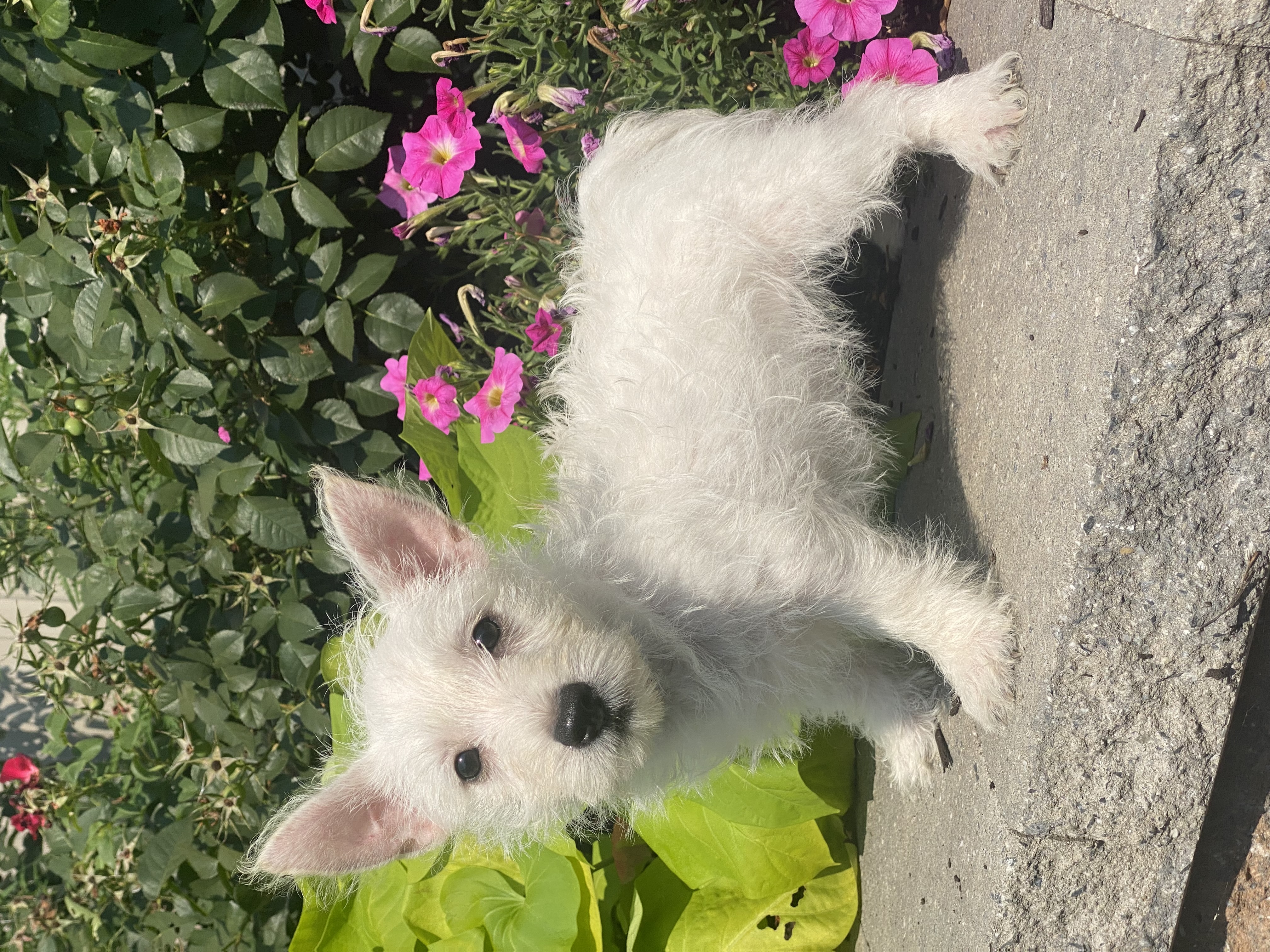 puppy, for, sale, West Highland White Terrier, Curtis  Martin, dog, breeder, Seneca Falls, NY, dog-breeder, puppy-for-sale, forsale, nearby, find, puppyfind, locator, puppylocator, aca