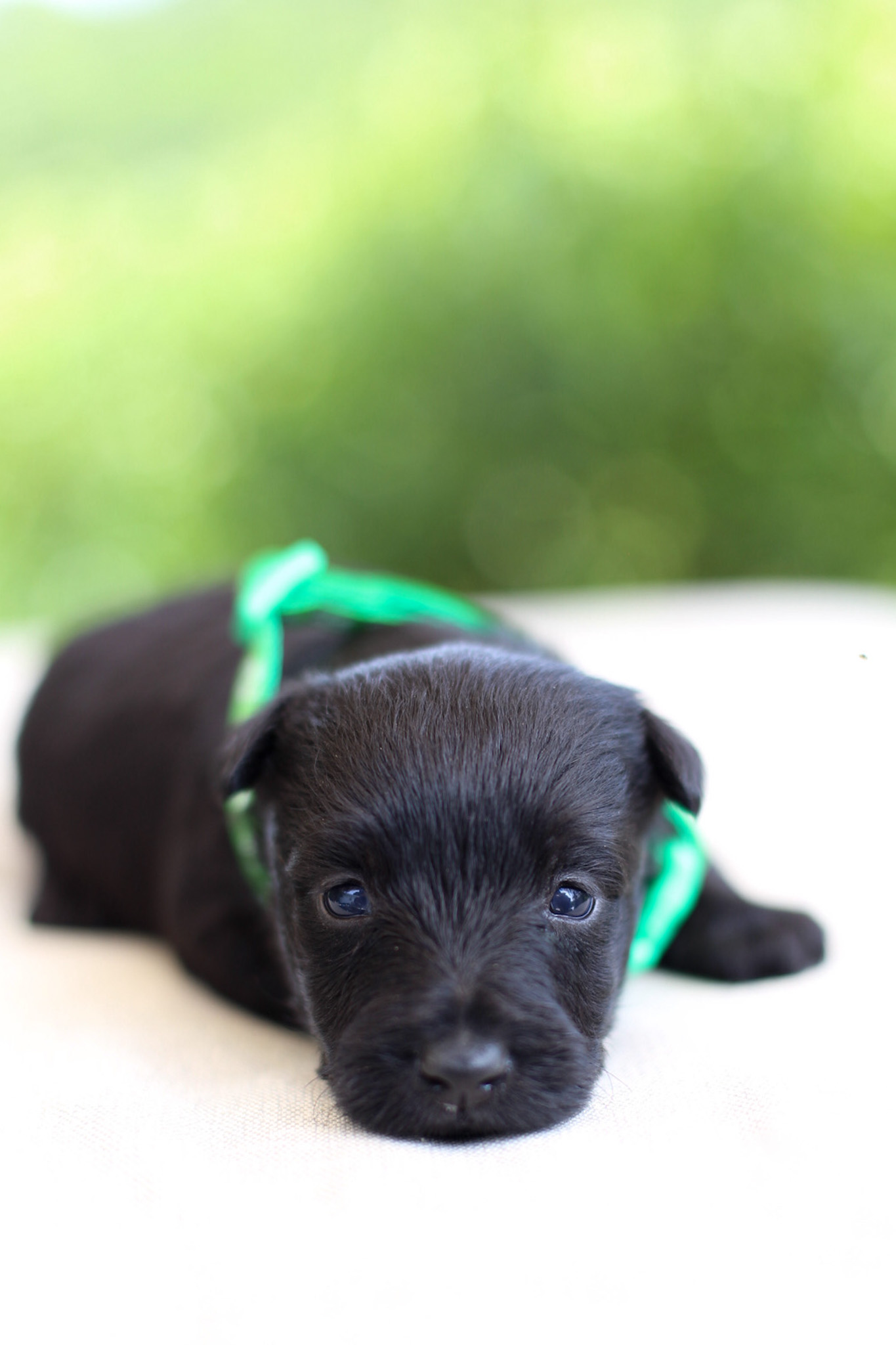 puppy, for, sale, Scottish Terrier, Kerek & Marisa  Martin, dog, breeder, Mount Joy, PA, dog-breeder, puppy-for-sale, forsale, nearby, find, puppyfind, locator, puppylocator, aca