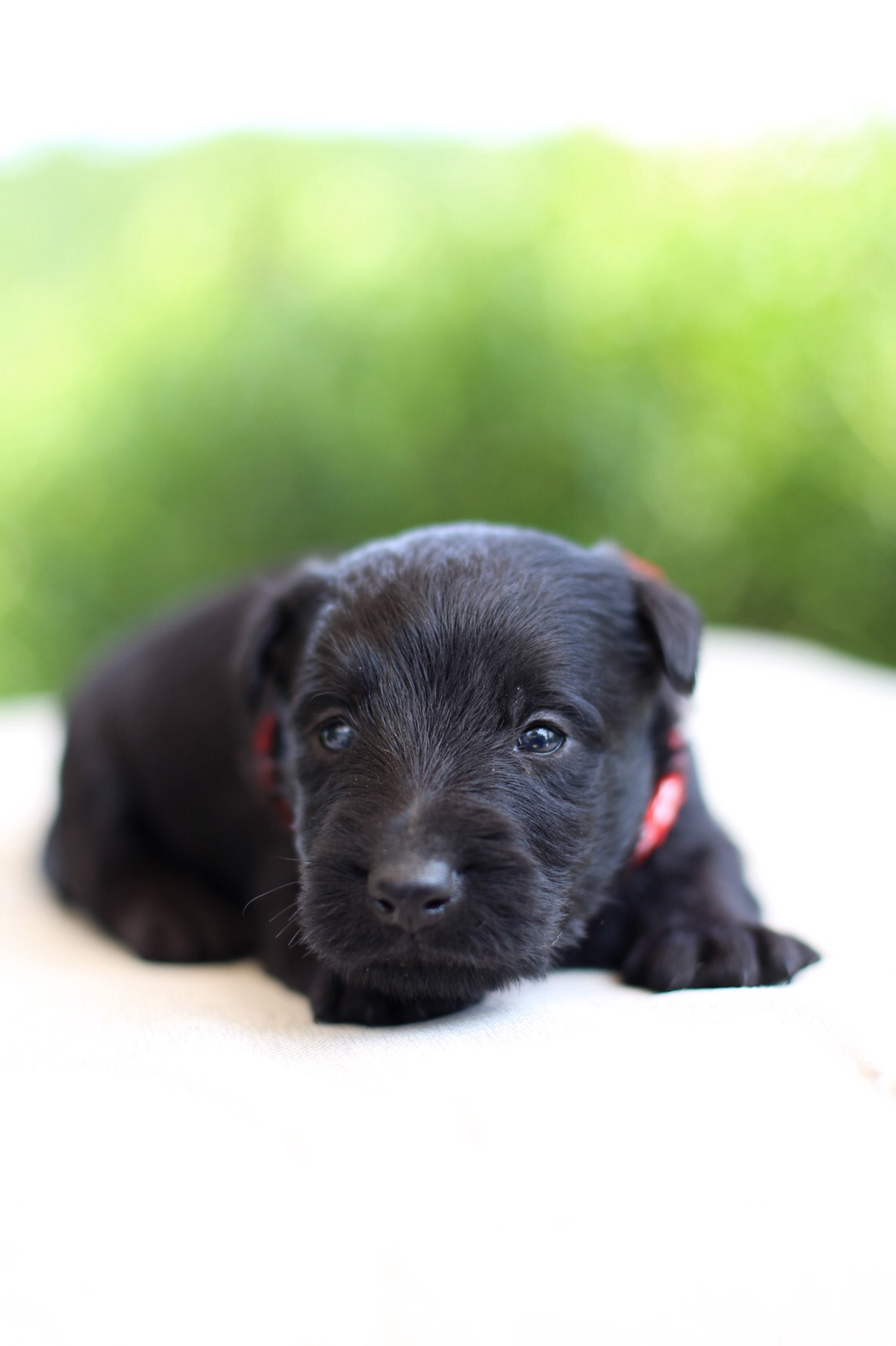 puppy, for, sale, Scottish Terrier, Kerek & Marisa  Martin, dog, breeder, Mount Joy, PA, dog-breeder, puppy-for-sale, forsale, nearby, find, puppyfind, locator, puppylocator, aca