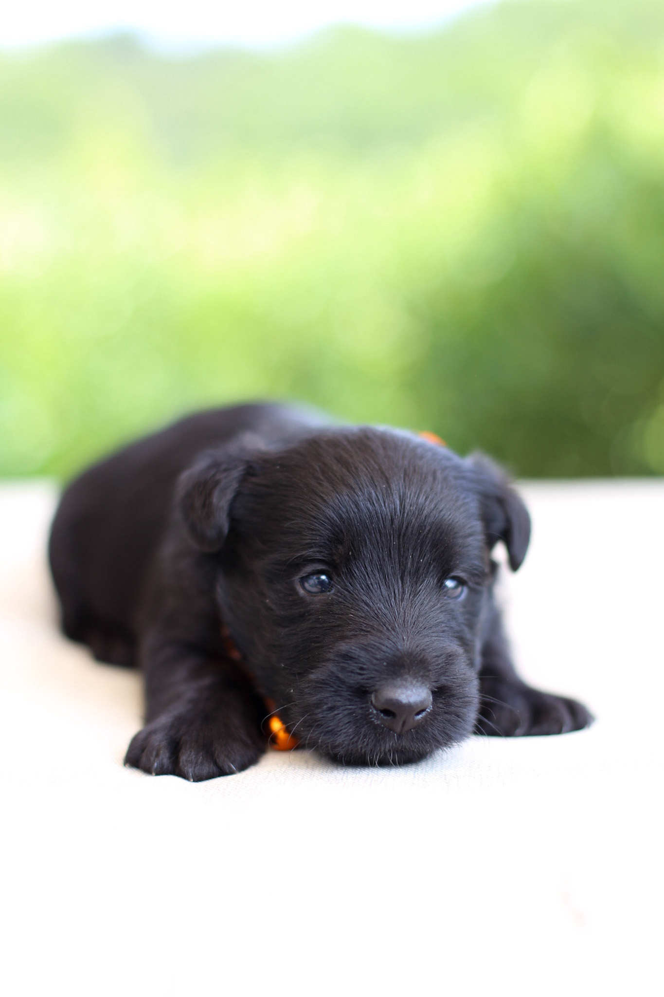puppy, for, sale, Scottish Terrier, Kerek & Marisa  Martin, dog, breeder, Mount Joy, PA, dog-breeder, puppy-for-sale, forsale, nearby, find, puppyfind, locator, puppylocator, aca
