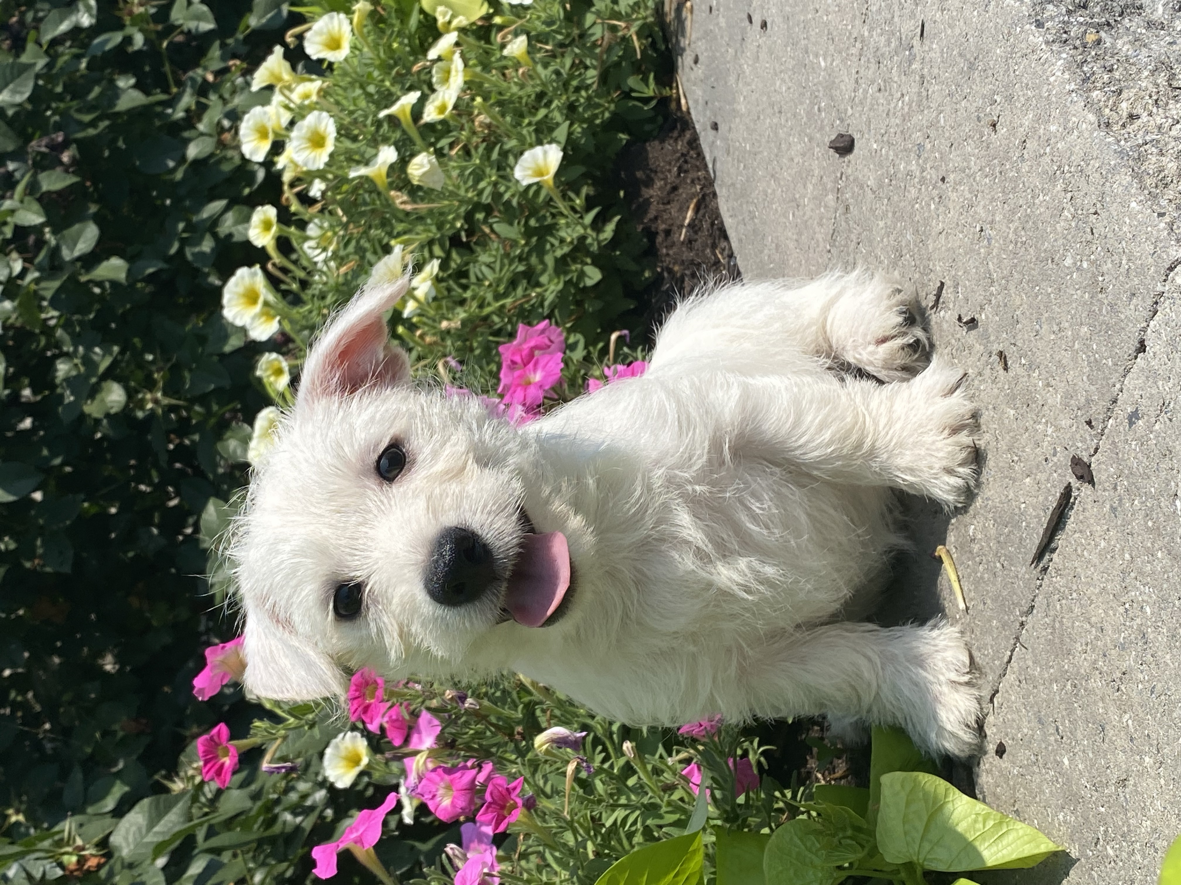 puppy, for, sale, West Highland White Terrier, Curtis  Martin, dog, breeder, Seneca Falls, NY, dog-breeder, puppy-for-sale, forsale, nearby, find, puppyfind, locator, puppylocator, aca