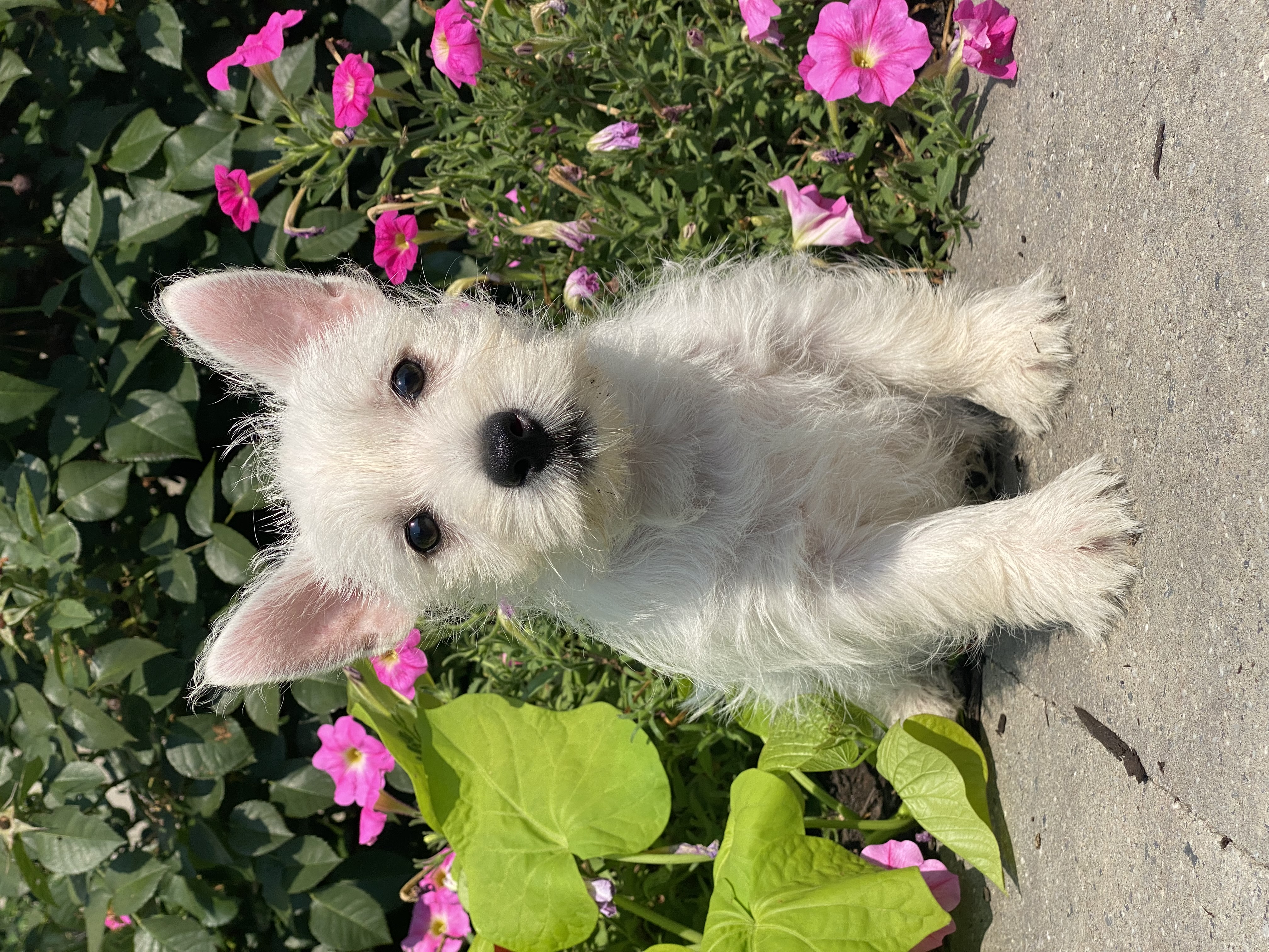 puppy, for, sale, West Highland White Terrier, Curtis  Martin, dog, breeder, Seneca Falls, NY, dog-breeder, puppy-for-sale, forsale, nearby, find, puppyfind, locator, puppylocator, aca