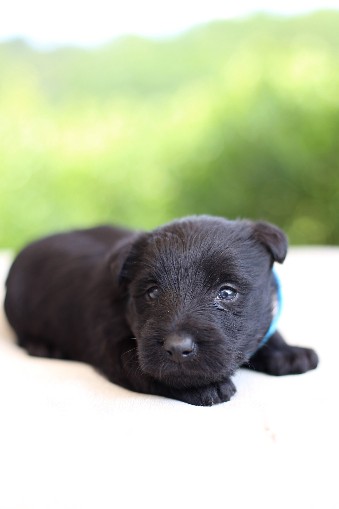 puppy, for, sale, Scottish Terrier, Kerek & Marisa  Martin, dog, breeder, Mount Joy, PA, dog-breeder, puppy-for-sale, forsale, nearby, find, puppyfind, locator, puppylocator, aca