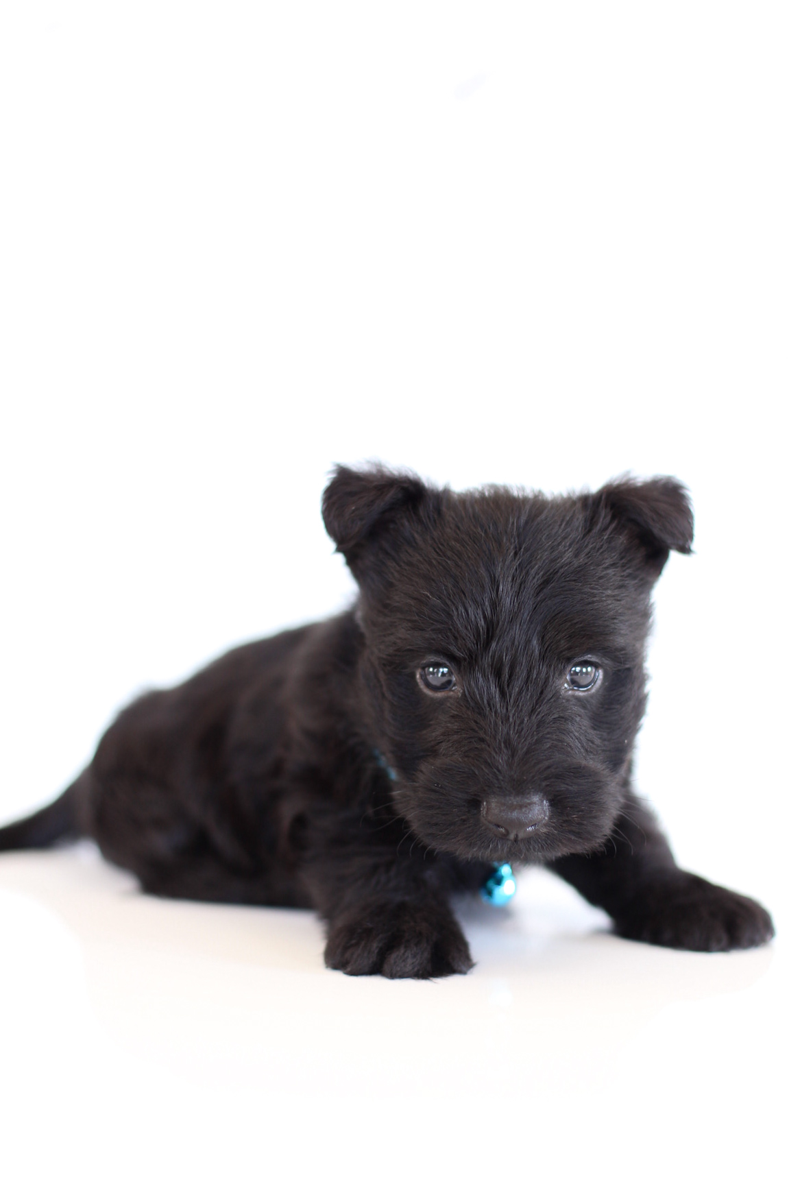 puppy, for, sale, Scottish Terrier, Kerek & Marisa  Martin, dog, breeder, Mount Joy, PA, dog-breeder, puppy-for-sale, forsale, nearby, find, puppyfind, locator, puppylocator, aca