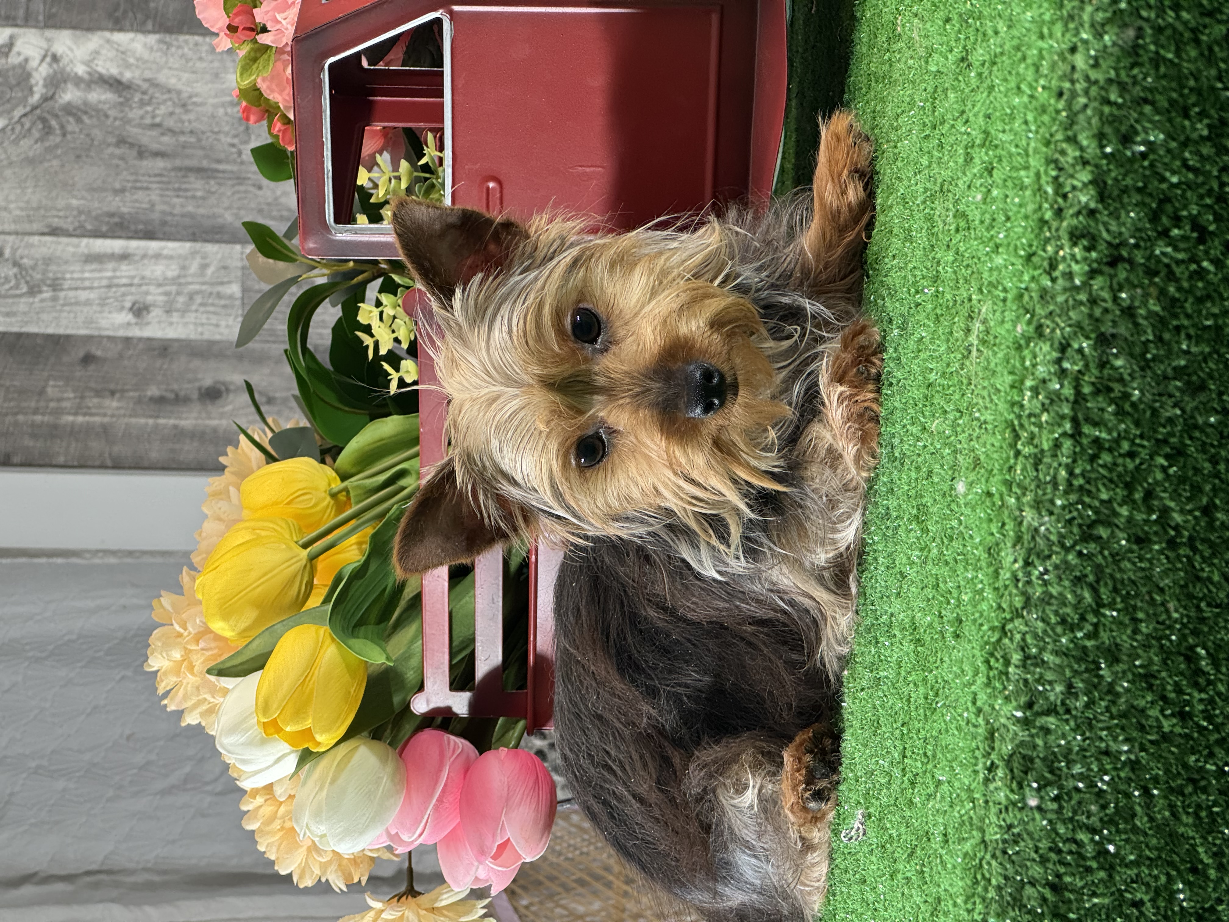 puppy, for, sale, Yorkshire Terrier, Curtis  Martin, dog, breeder, Seneca Falls, NY, dog-breeder, puppy-for-sale, forsale, nearby, find, puppyfind, locator, puppylocator, aca