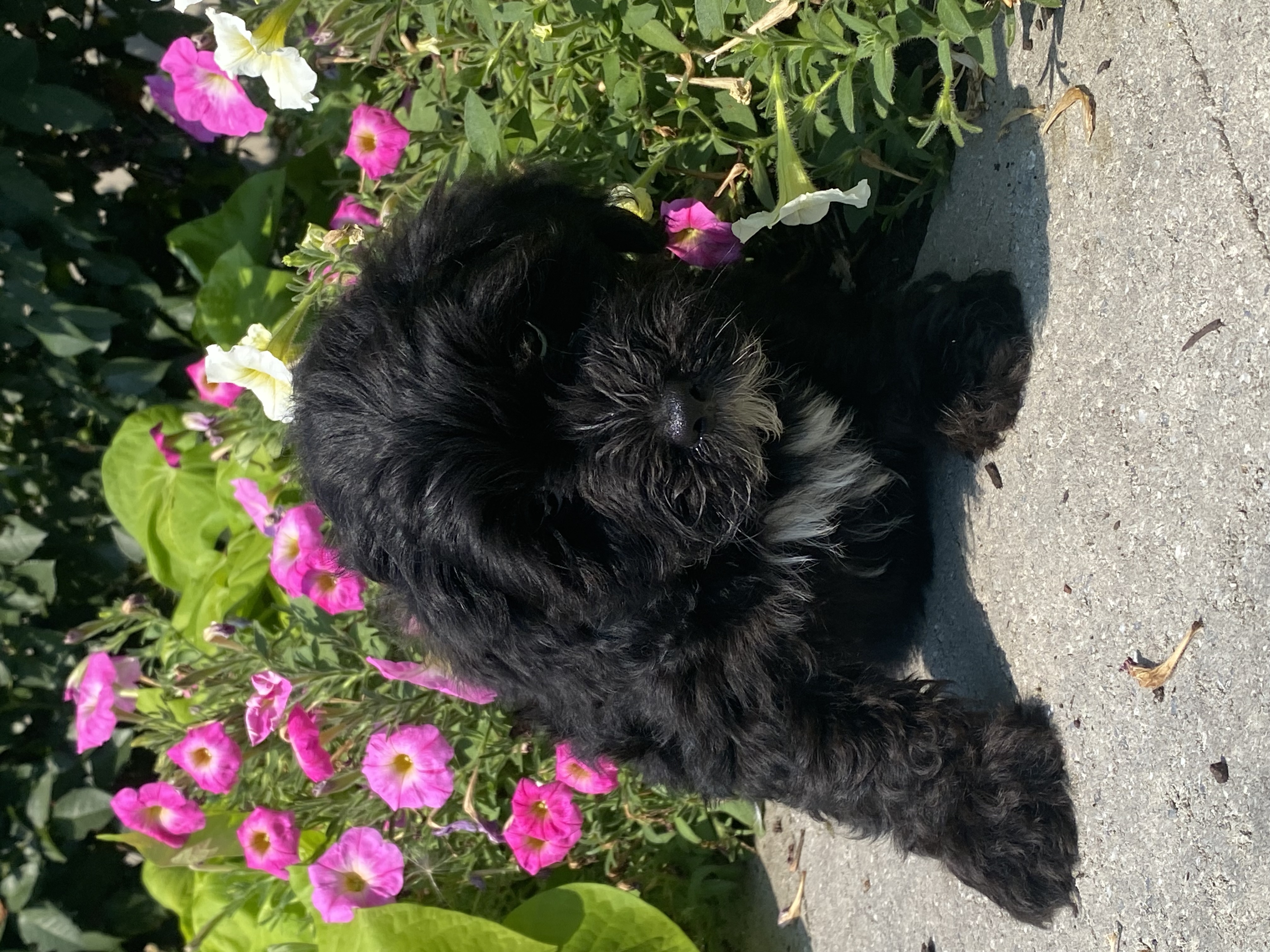 puppy, for, sale, LHASA / POOLDE, Curtis  Martin, dog, breeder, Seneca Falls, NY, dog-breeder, puppy-for-sale, forsale, nearby, find, puppyfind, locator, puppylocator, aca