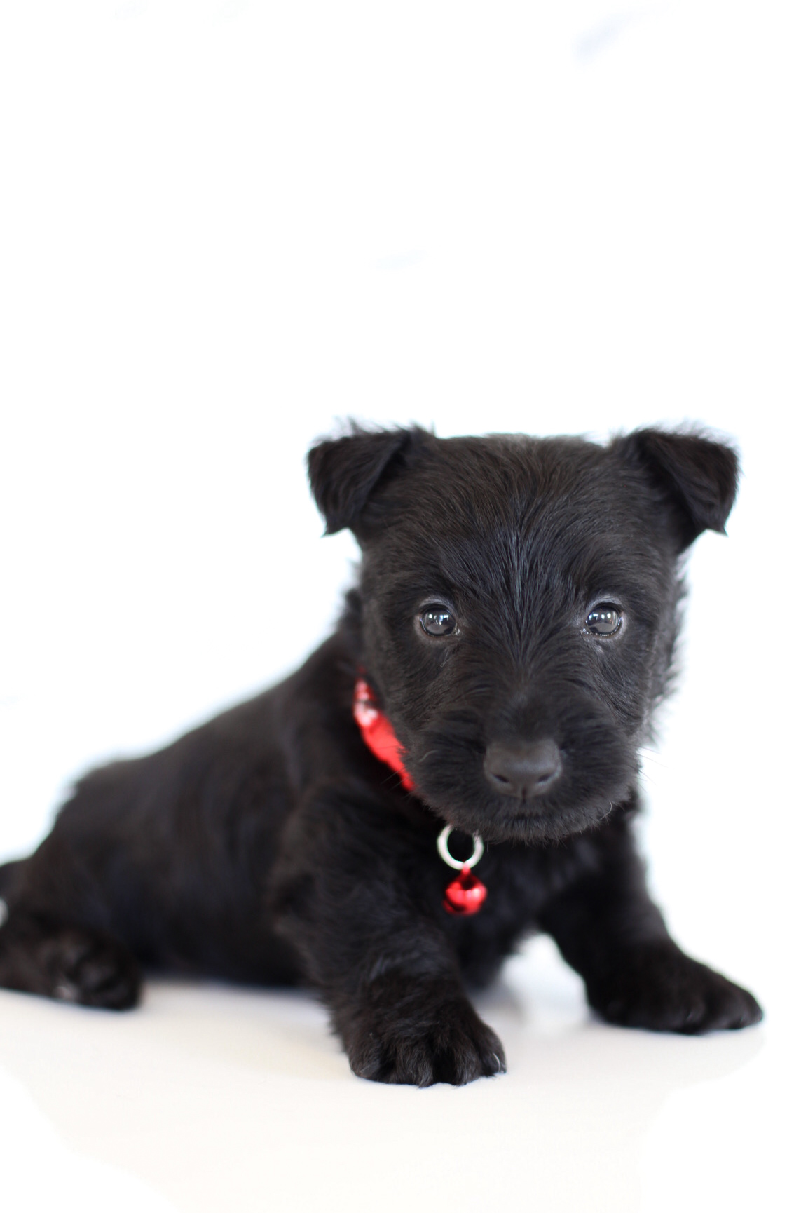 puppy, for, sale, Scottish Terrier, Kerek & Marisa  Martin, dog, breeder, Mount Joy, PA, dog-breeder, puppy-for-sale, forsale, nearby, find, puppyfind, locator, puppylocator, aca