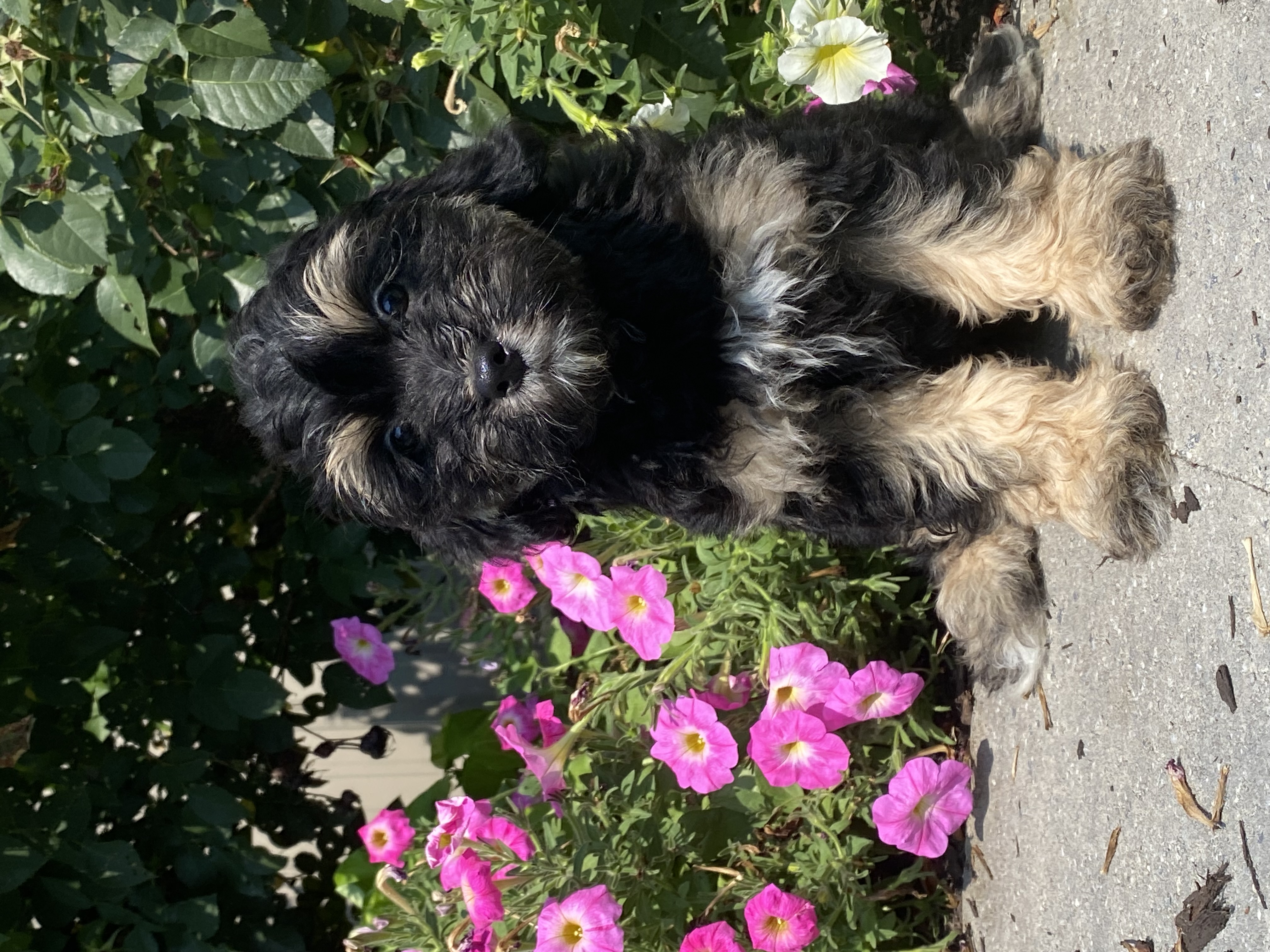 puppy, for, sale, LHASA / POOLDE, Curtis  Martin, dog, breeder, Seneca Falls, NY, dog-breeder, puppy-for-sale, forsale, nearby, find, puppyfind, locator, puppylocator, aca