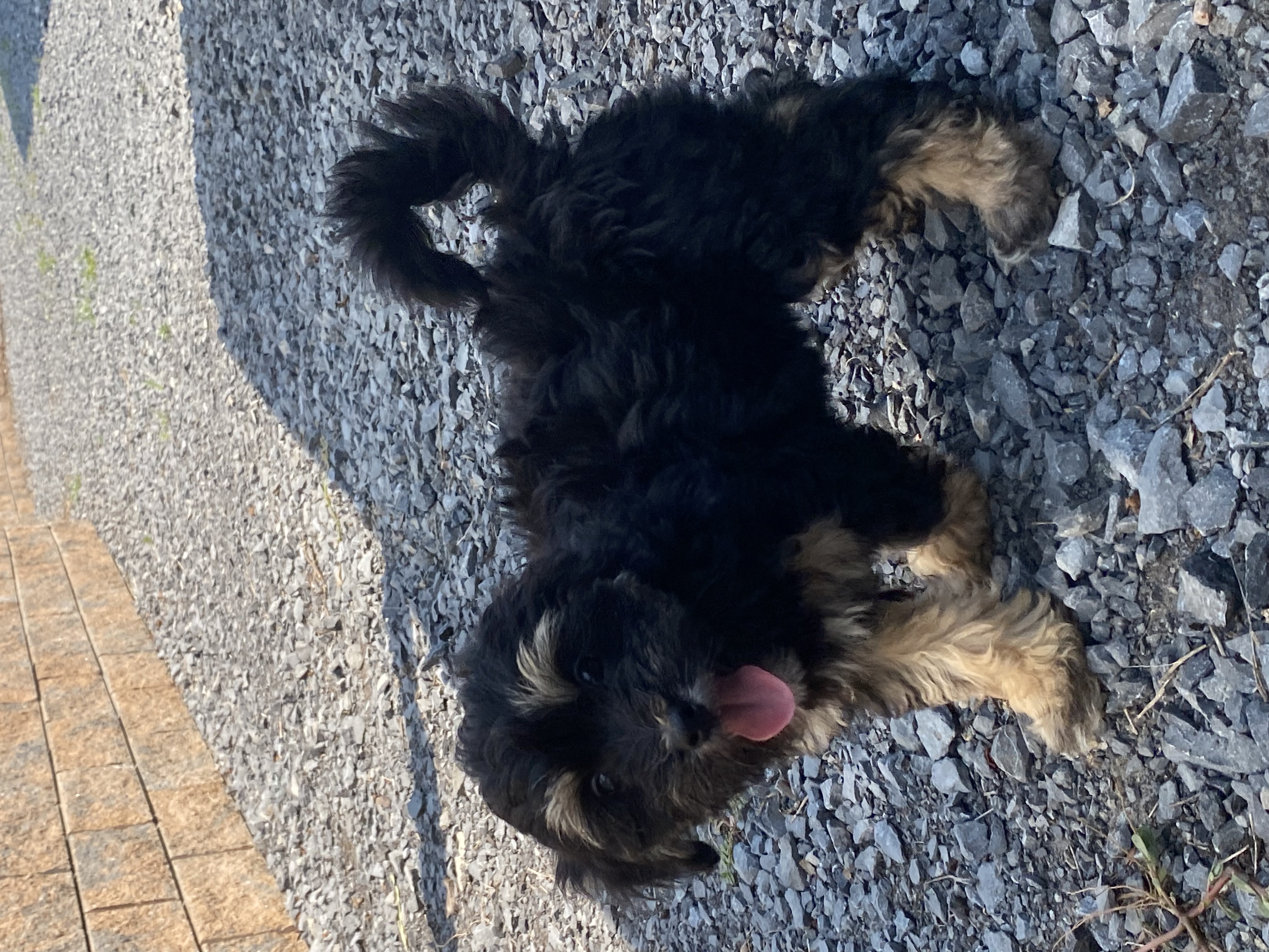 puppy, for, sale, LHASA / POOLDE, Curtis  Martin, dog, breeder, Seneca Falls, NY, dog-breeder, puppy-for-sale, forsale, nearby, find, puppyfind, locator, puppylocator, aca