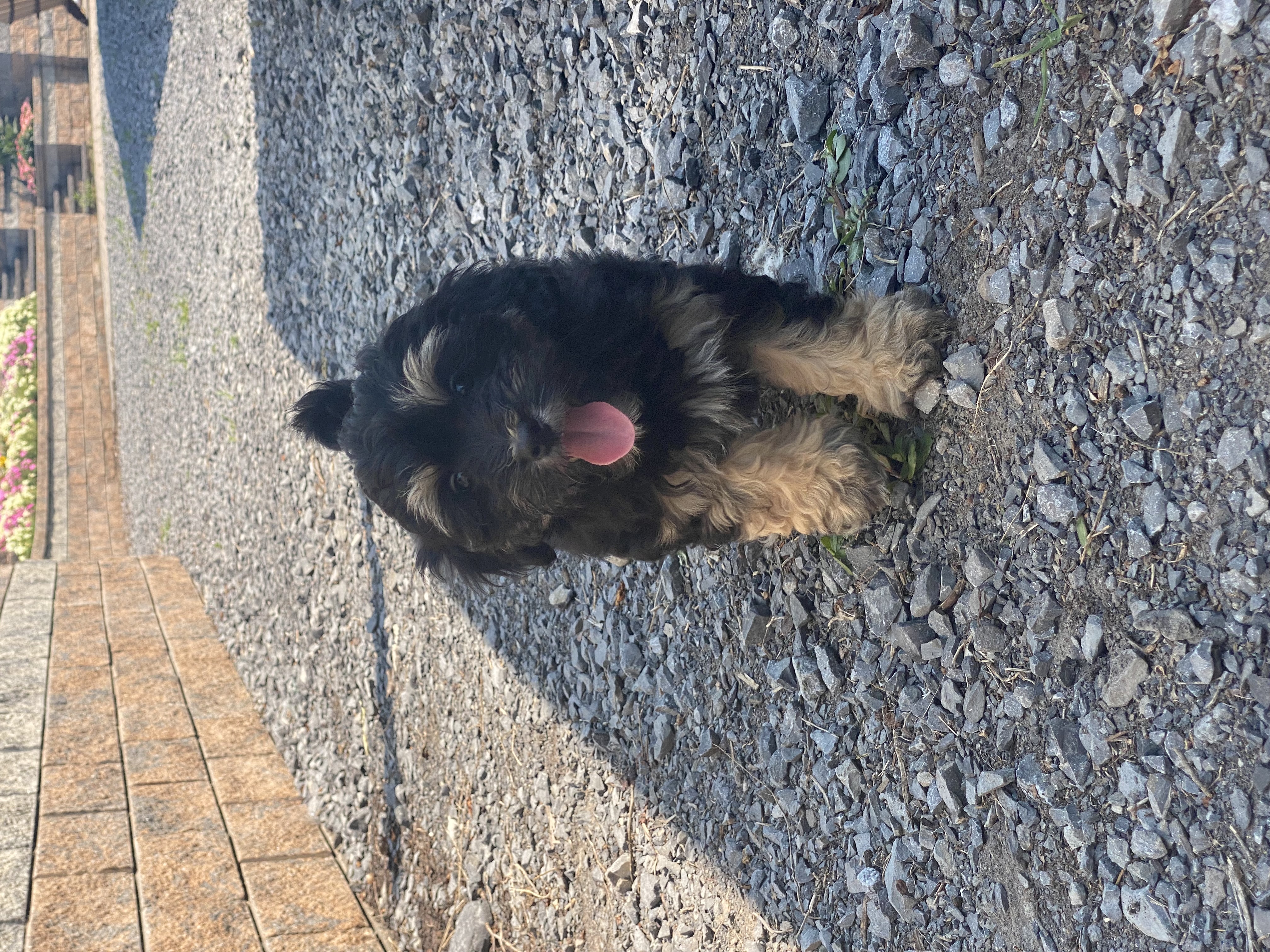 puppy, for, sale, LHASA / POOLDE, Curtis  Martin, dog, breeder, Seneca Falls, NY, dog-breeder, puppy-for-sale, forsale, nearby, find, puppyfind, locator, puppylocator, aca