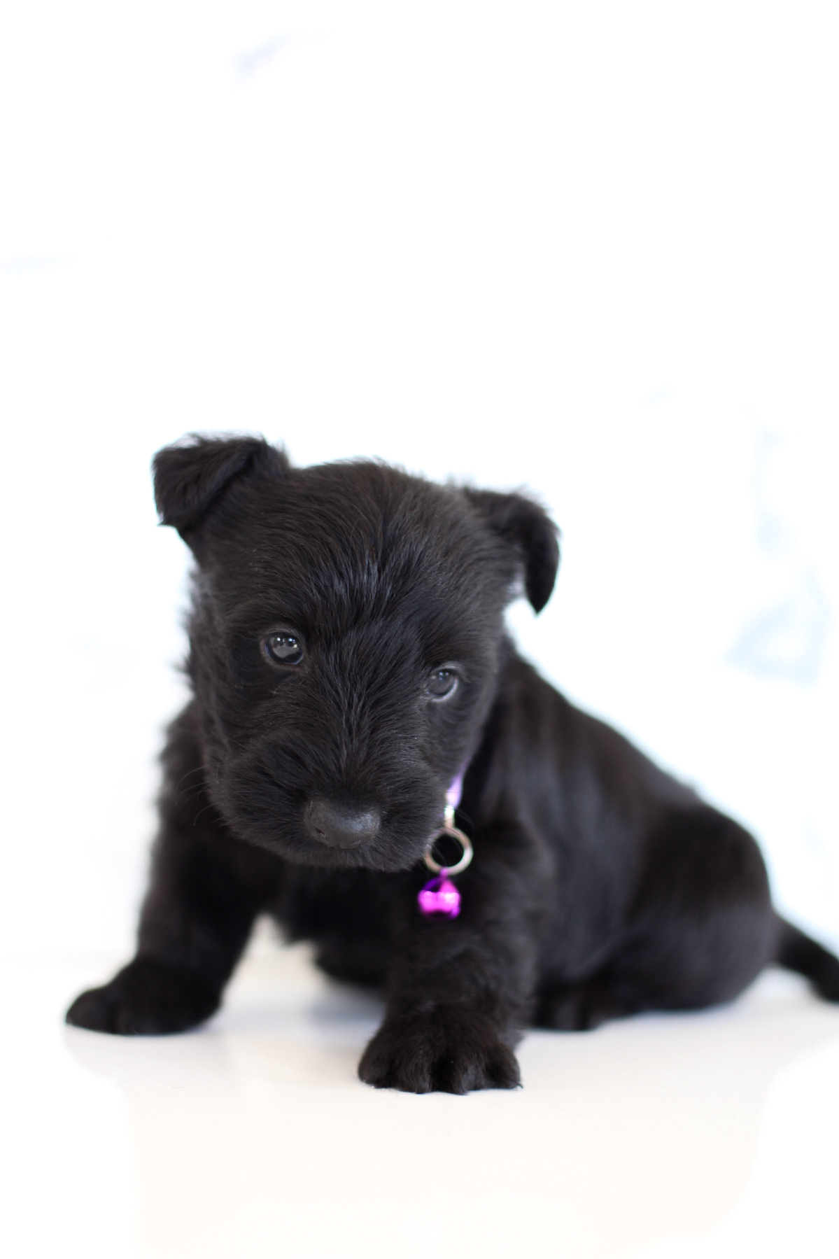 puppy, for, sale, Scottish Terrier, Kerek & Marisa  Martin, dog, breeder, Mount Joy, PA, dog-breeder, puppy-for-sale, forsale, nearby, find, puppyfind, locator, puppylocator, aca