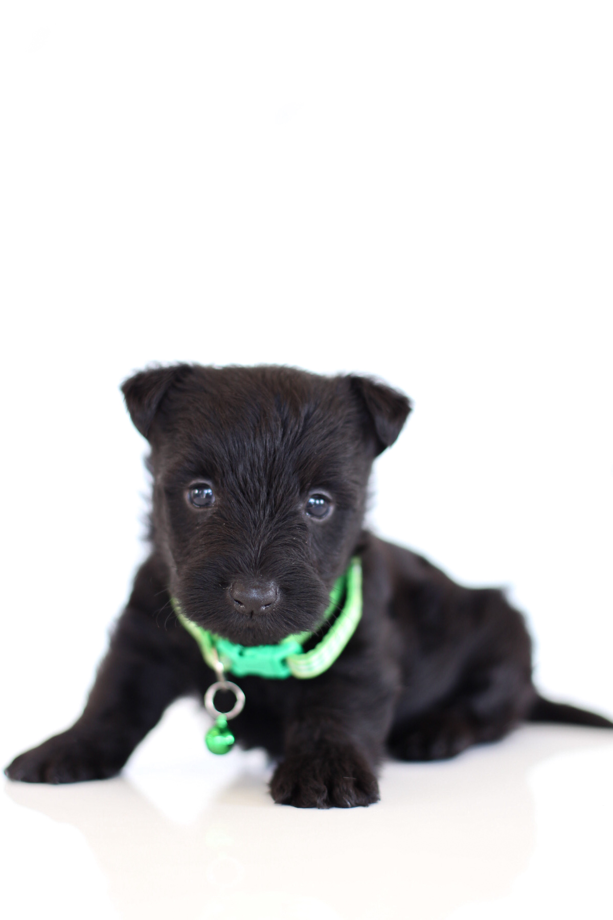 puppy, for, sale, Scottish Terrier, Kerek & Marisa  Martin, dog, breeder, Mount Joy, PA, dog-breeder, puppy-for-sale, forsale, nearby, find, puppyfind, locator, puppylocator, aca