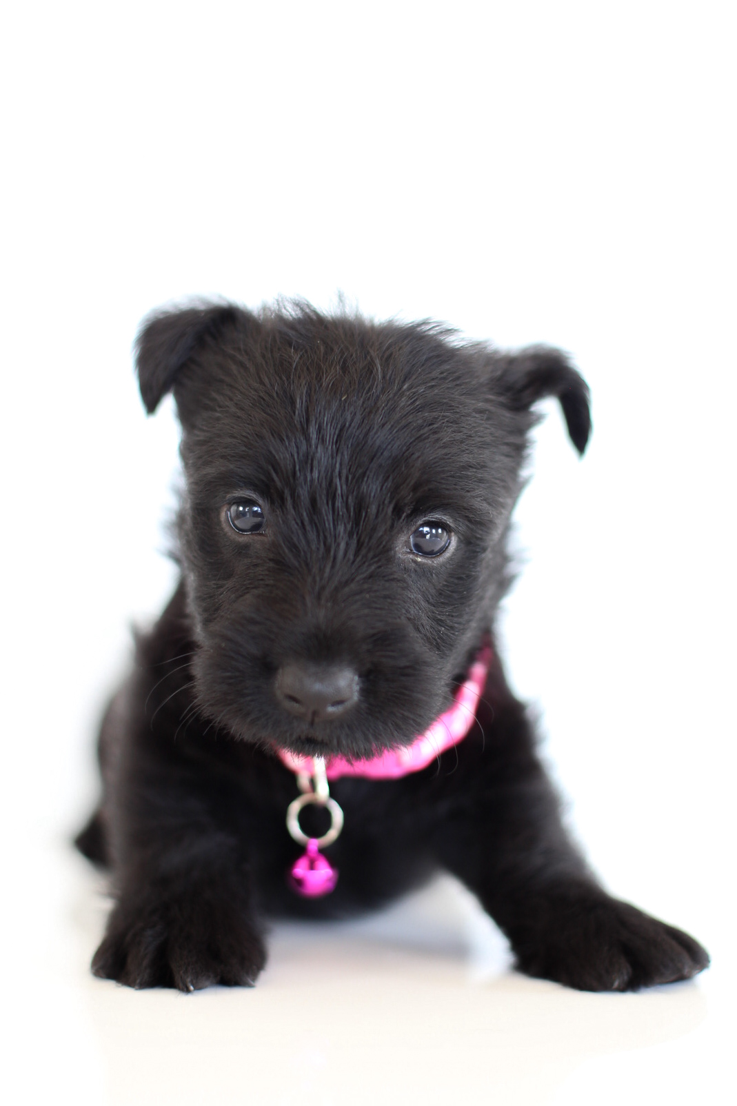 puppy, for, sale, Scottish Terrier, Kerek & Marisa  Martin, dog, breeder, Mount Joy, PA, dog-breeder, puppy-for-sale, forsale, nearby, find, puppyfind, locator, puppylocator, aca