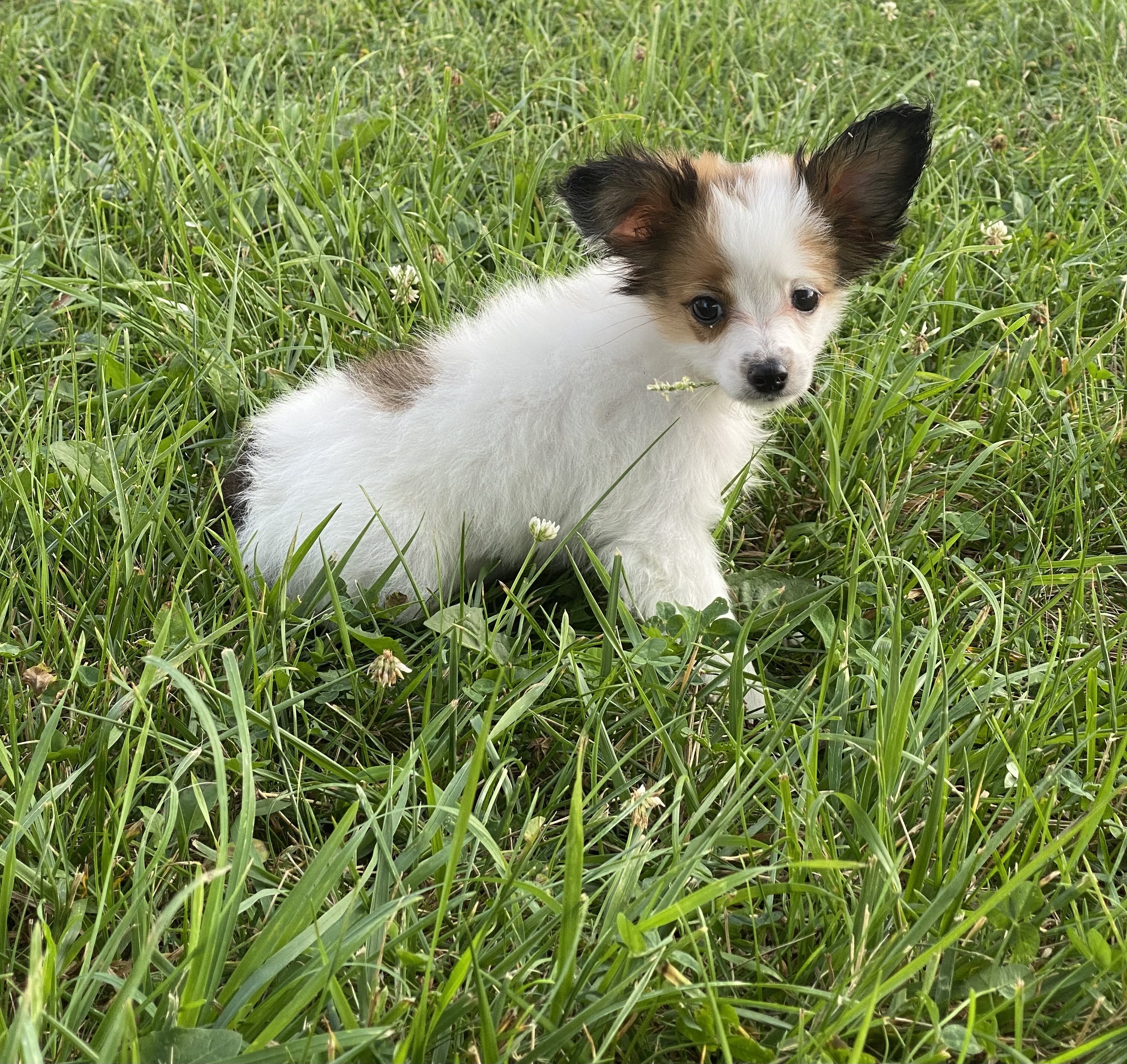 puppy, for, sale, Papillon, Curtis  Martin, dog, breeder, Seneca Falls, NY, dog-breeder, puppy-for-sale, forsale, nearby, find, puppyfind, locator, puppylocator, aca