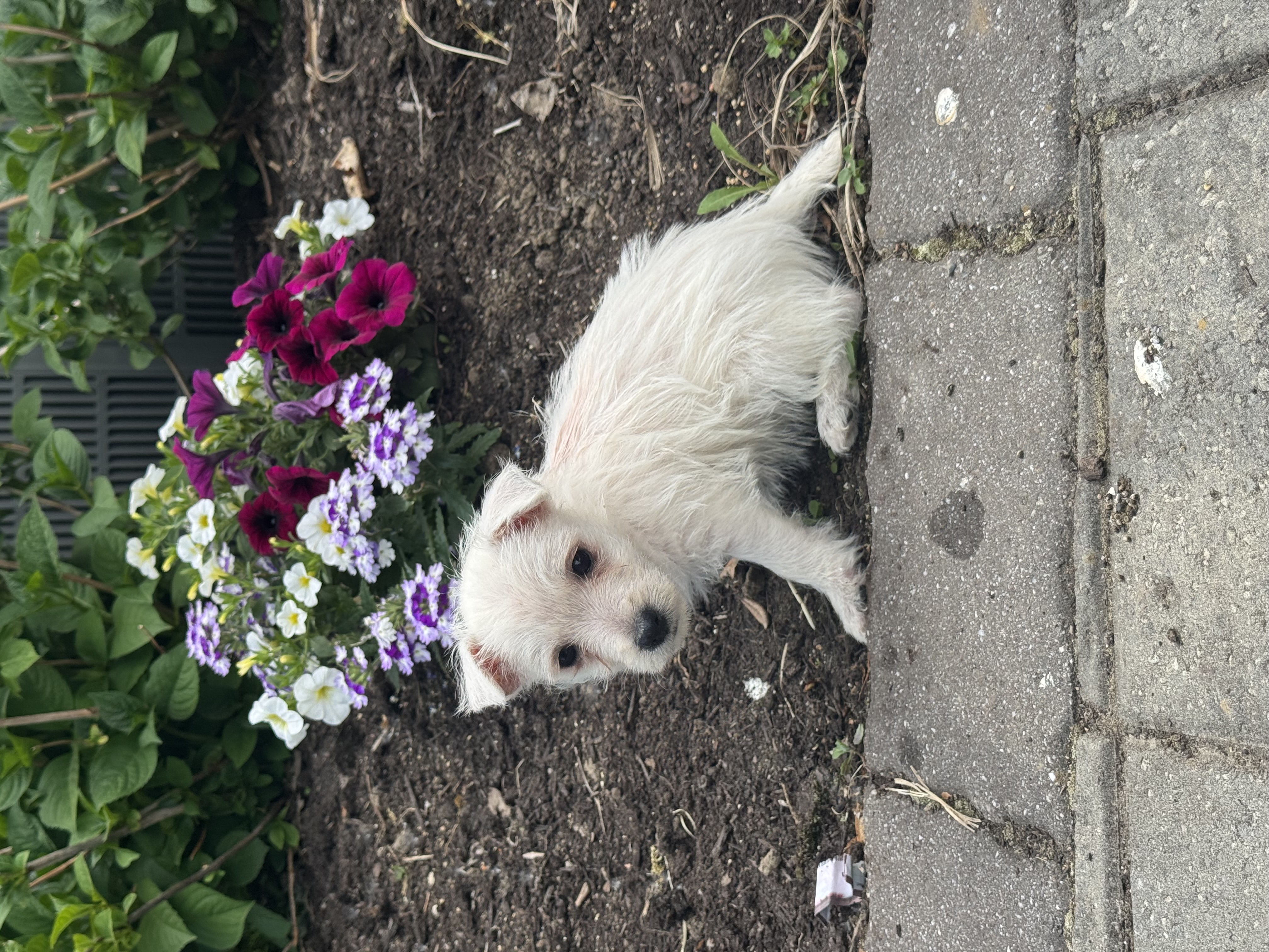 puppy, for, sale, West Highland White Terrier, Curtis  Martin, dog, breeder, Seneca Falls, NY, dog-breeder, puppy-for-sale, forsale, nearby, find, puppyfind, locator, puppylocator, aca