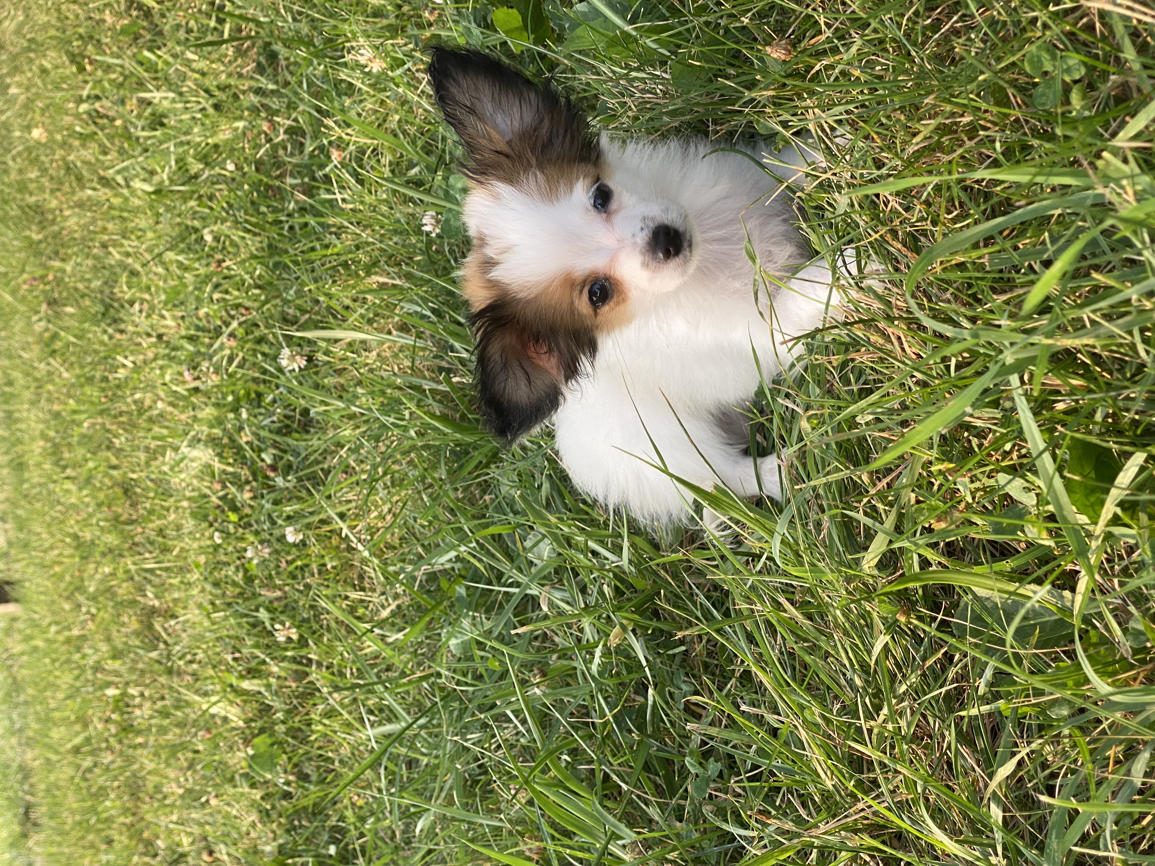 puppy, for, sale, Papillon, Curtis  Martin, dog, breeder, Seneca Falls, NY, dog-breeder, puppy-for-sale, forsale, nearby, find, puppyfind, locator, puppylocator, aca