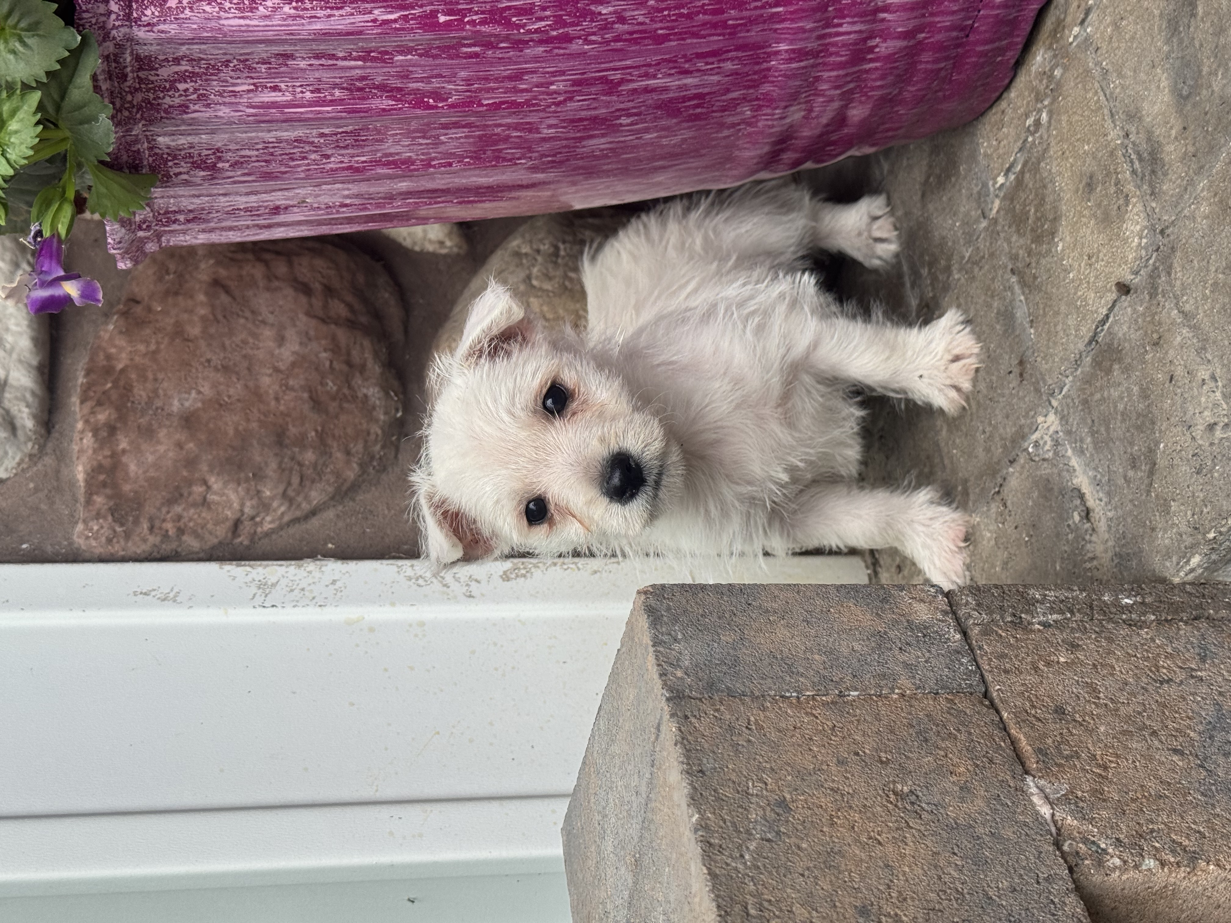 puppy, for, sale, West Highland White Terrier, Curtis  Martin, dog, breeder, Seneca Falls, NY, dog-breeder, puppy-for-sale, forsale, nearby, find, puppyfind, locator, puppylocator, aca